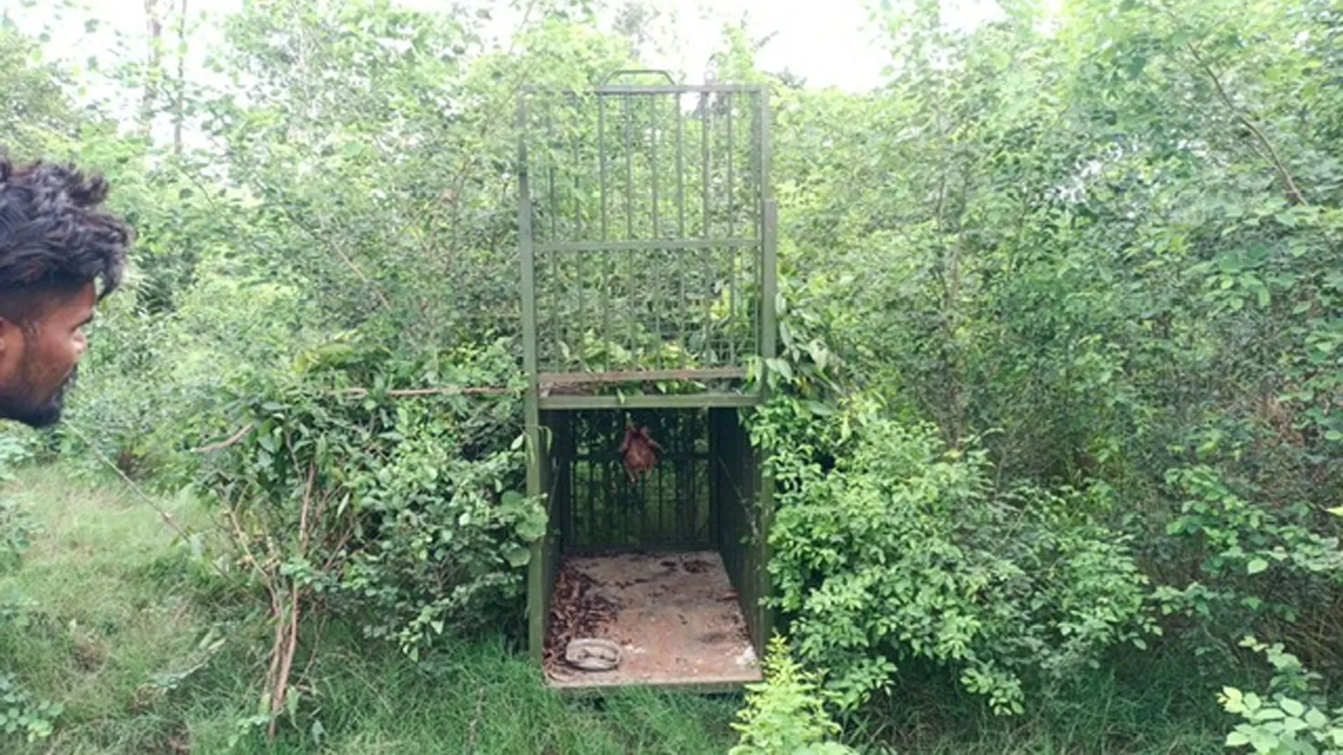 Bareilly: वन विभाग की टीम ने की कांबिंग...तेंदुए का नहीं लगा सुराग