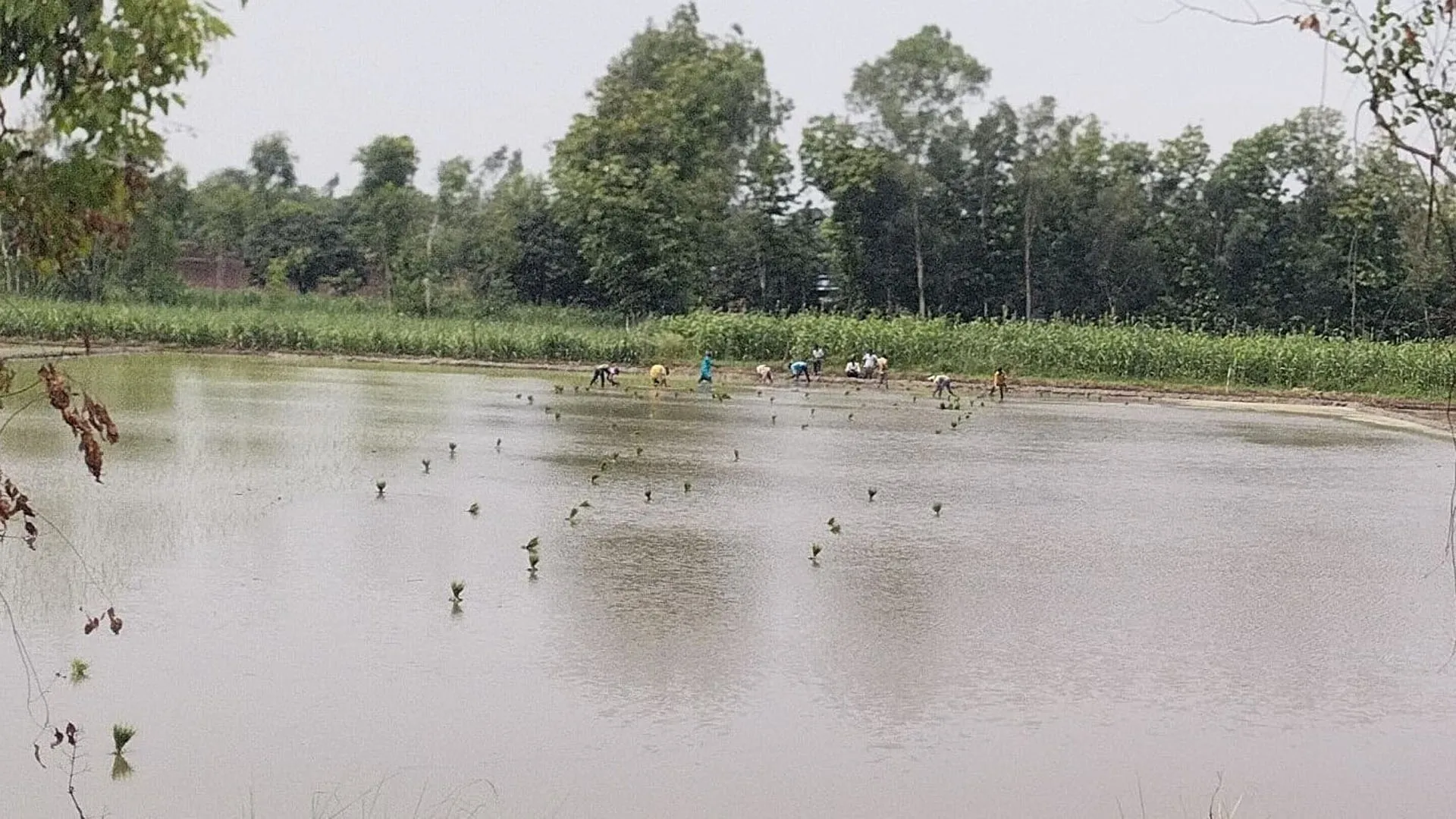 लखीमपुर खीरी: खेतों में रोपे जाने लगे धान, फिर बन रहे बारिश के आसार