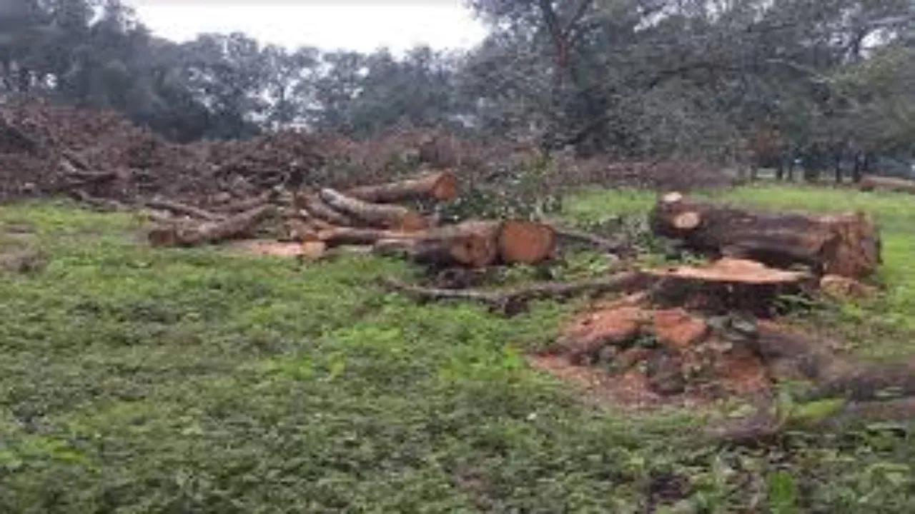 परमिट की आड़ में धड़ल्ले से हो रही पेड़ों की अवैध कटाई : अधिकारियों पर मिलीभगत का आरोप