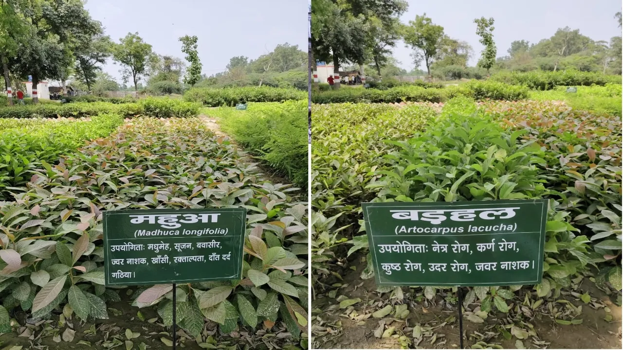 विलुप्त हो रही 106 किस्म के पौधों का संरक्षण : 176 पंचायतों को मिलेंगे पौधे, 14 लाख से अधिक पौधों का होगा रोपण