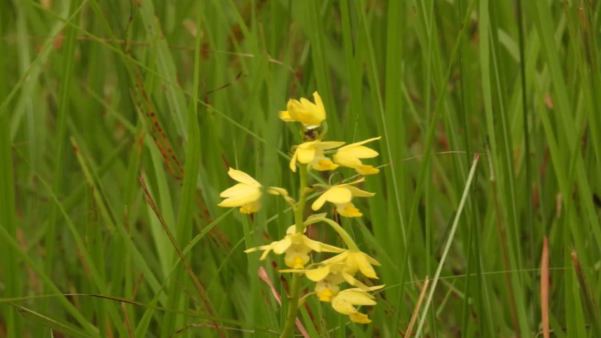 लखीमपुर खीरी: दुधवा में 115 साल बाद दिखा आर्किड का दुर्लभ फूल