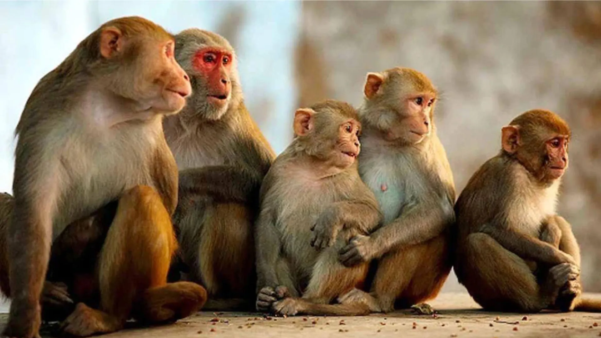 Bareilly: तो क्या नशे में ऊंचाई से गिरकर मर गए 11 बंदर ? पुलिस की थ्योरी पर बड़ा सवाल