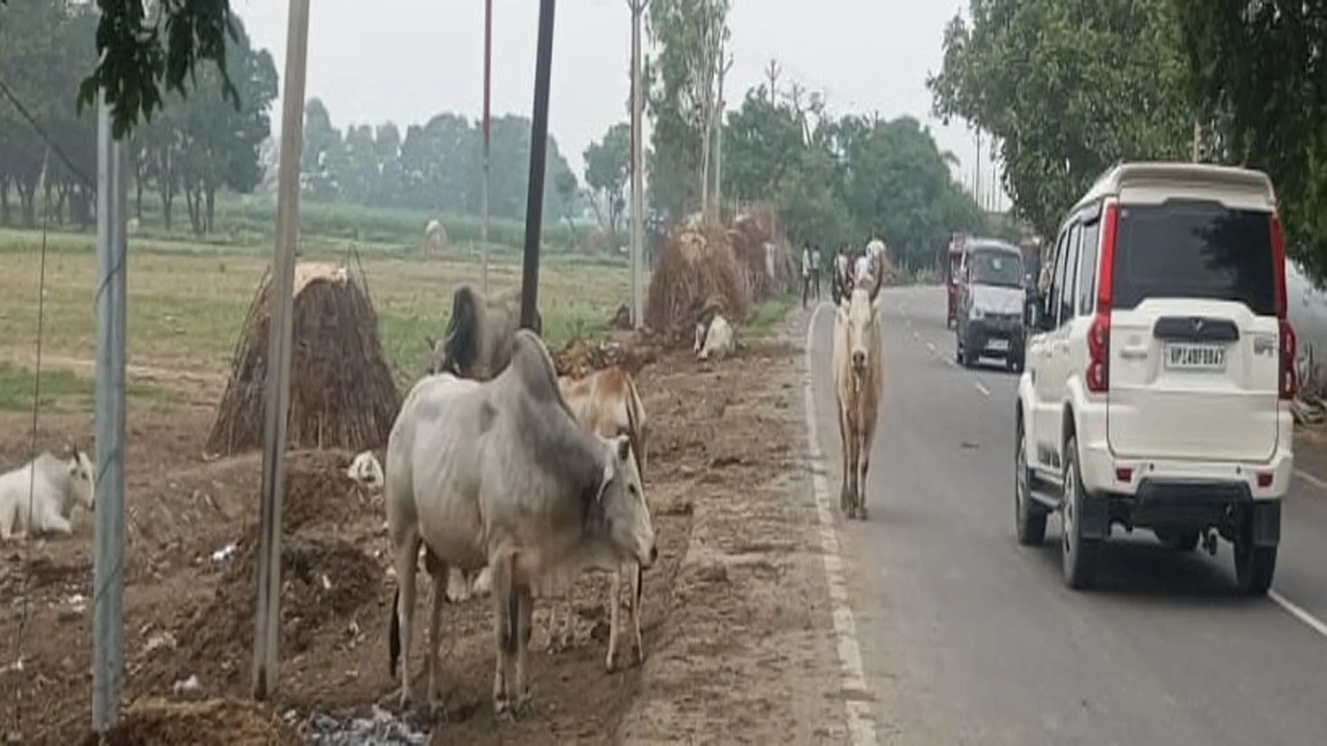 बदायूं: सड़क पर गोवंशों का डेरा पैदा कर रहा हादसे का डर