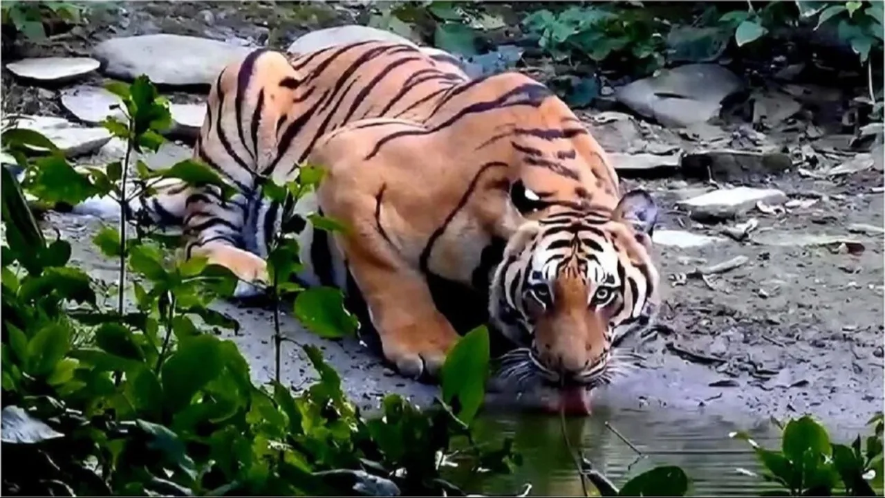 पीलीभीत: टीम को चकमा देकर भाग निकला महिला की जान लेने वाला बाघ, बल फार्म के पास मिली थी लोकेशन