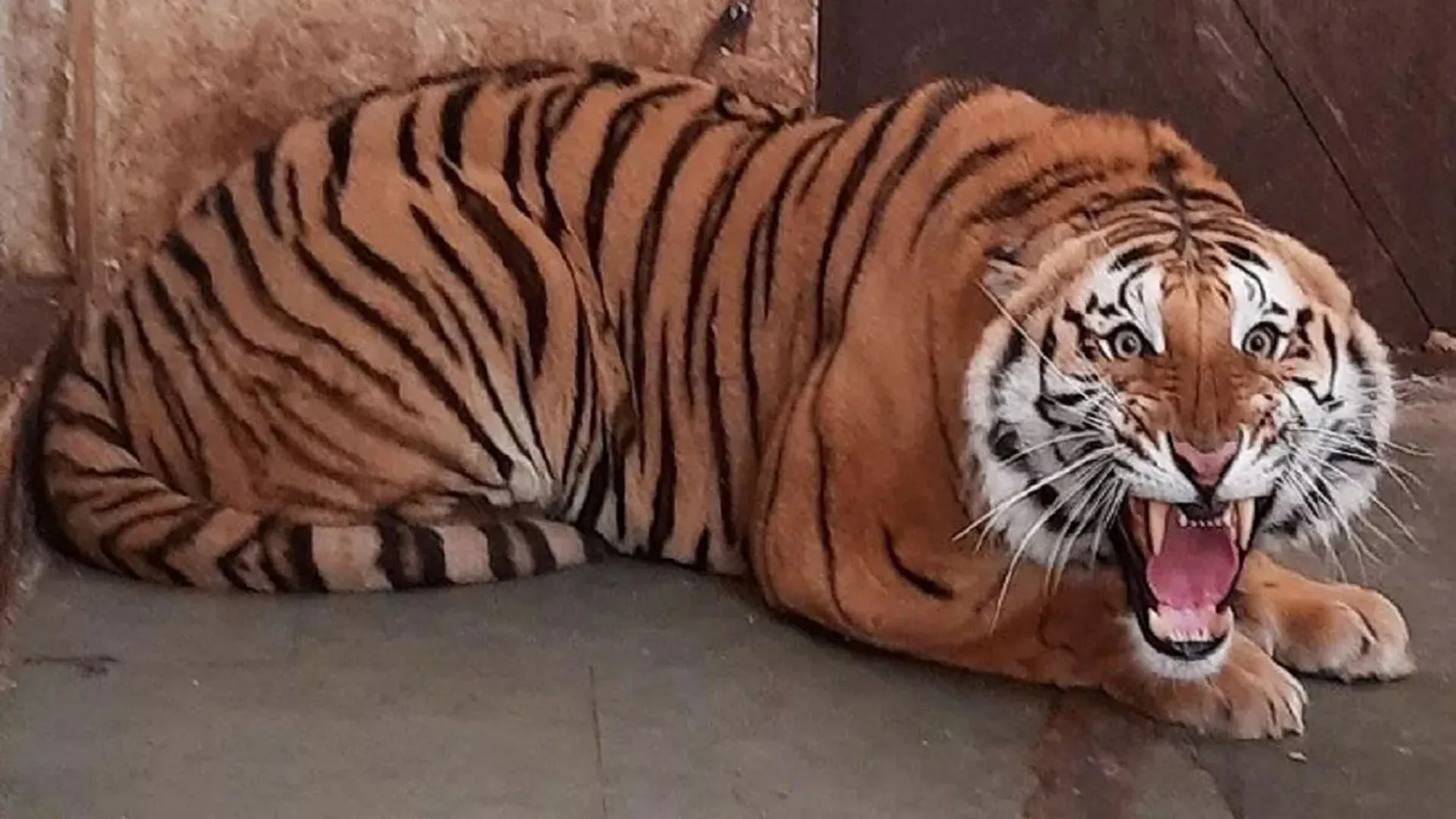 शाहजहांपुर: खुटार में बाघ ने बछड़े पर हमला कर किया घायल, लोगों में दहशत