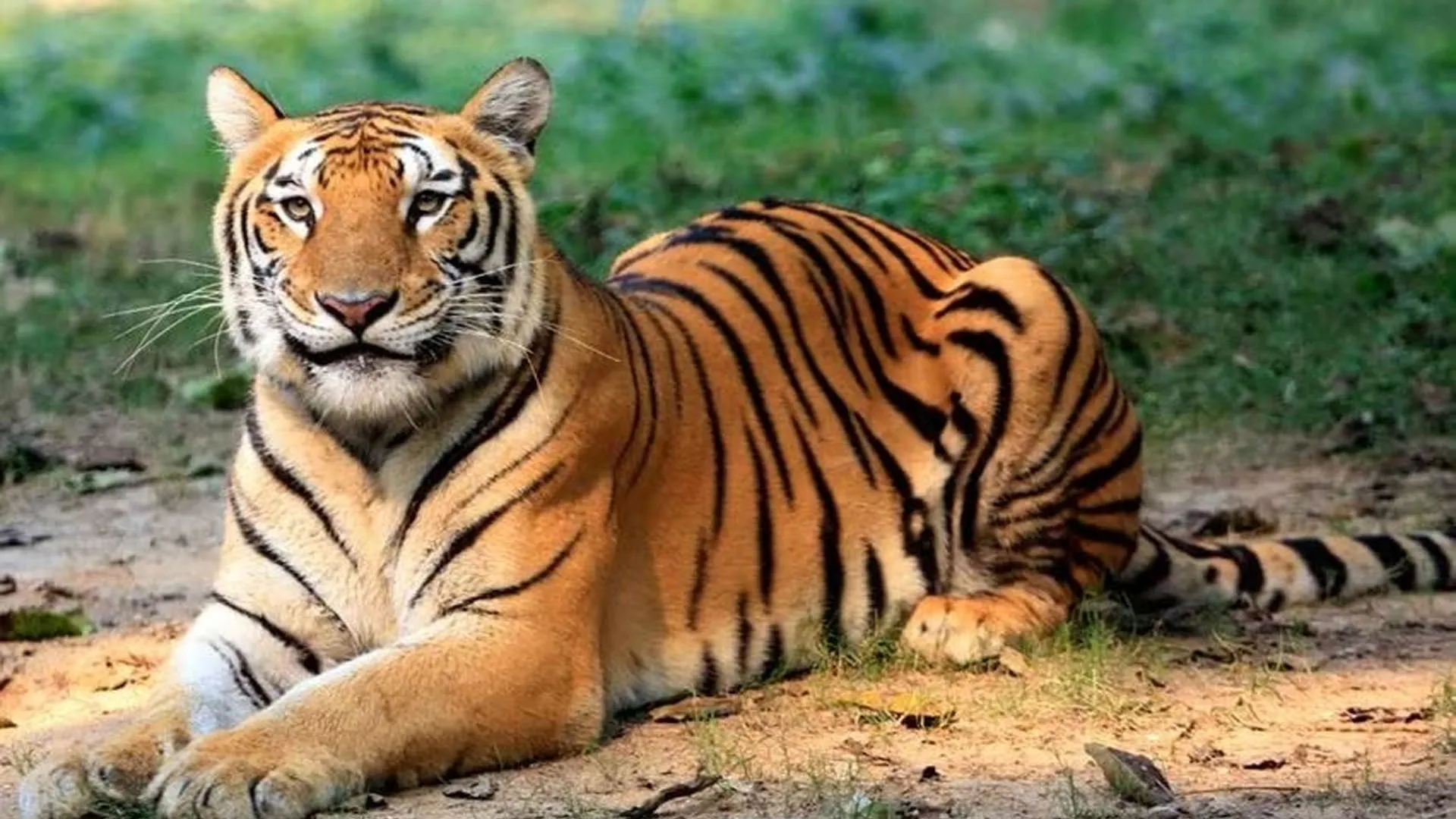 लखीमपुर खीरी: जमुनहा में बाघ ने दी दस्तक...पगचिन्ह मिलने से फैली दहशत