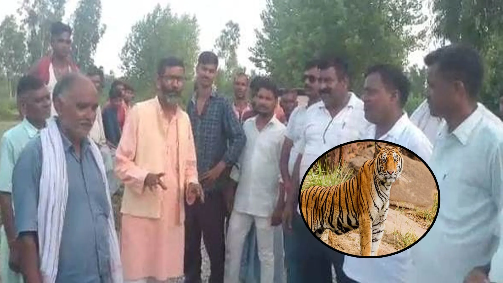 पीलीभीत: अमरिया में बाघिन ने खेत में छुट्टा पशु को बनाया निवाला, मचा हड़कंप