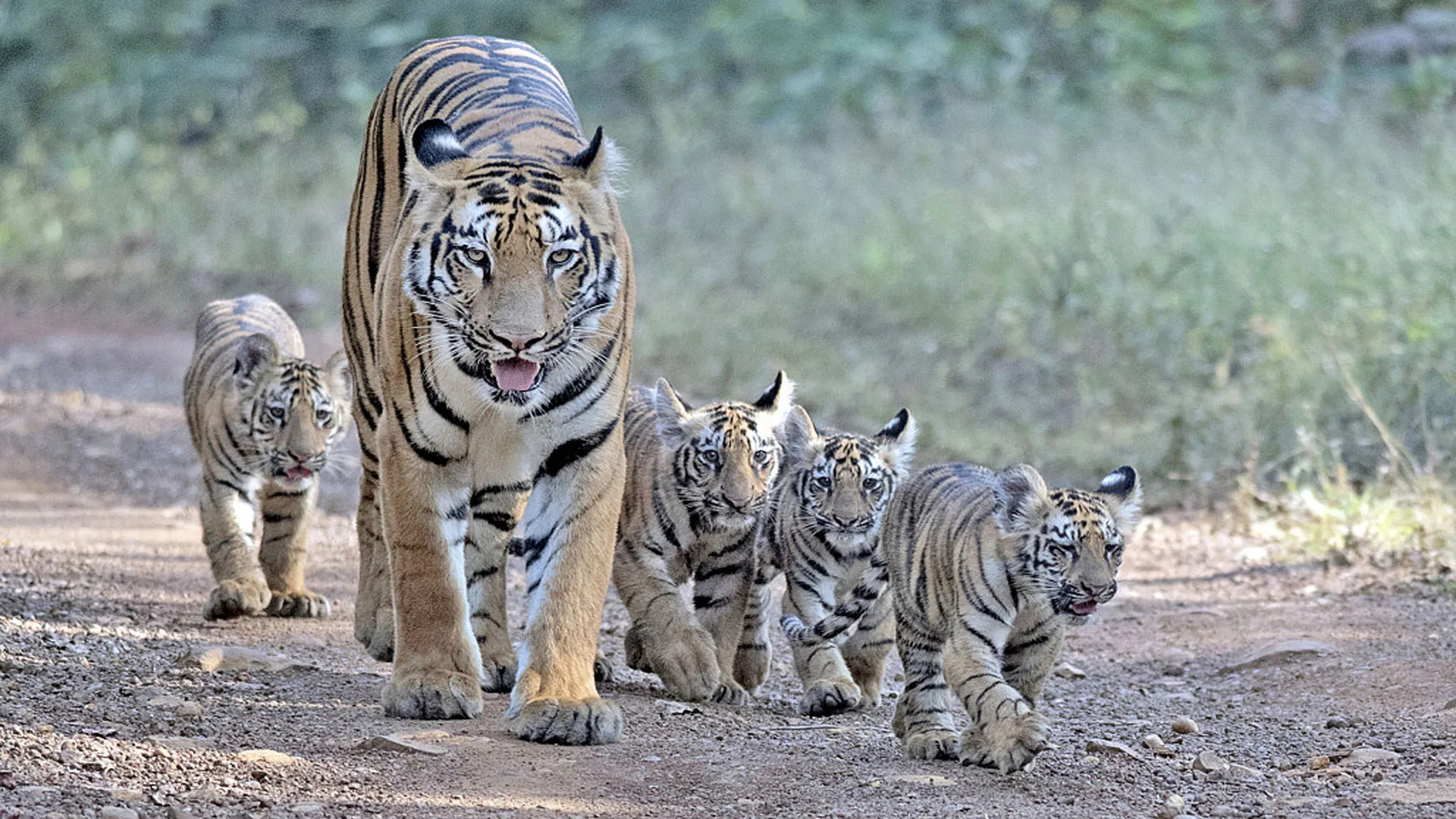लखीमपुर खीरी: तो क्या शावकों के सिर से हट जाएगा मां की साया ? बाघिन होगी ट्रैंकुलाइज