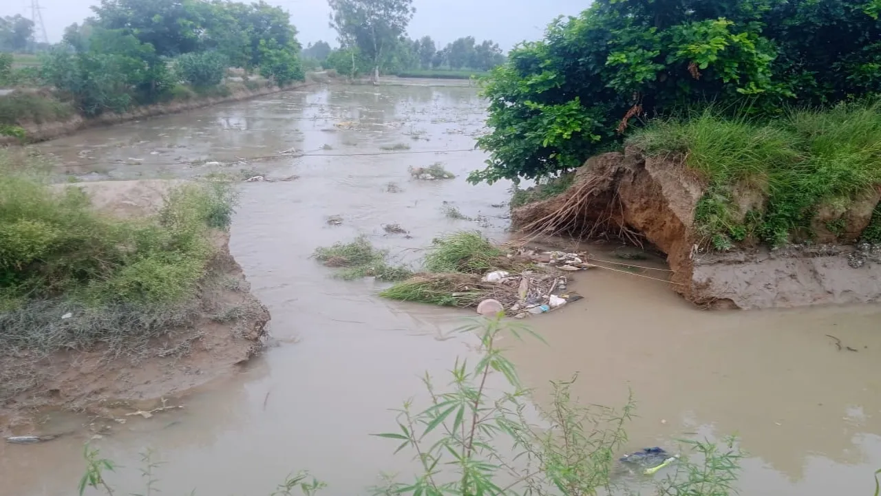 नहर विभाग की लापरवाही से किसानों की खेती जलमग्न : मिर्च और पिपरमेंट की फसल बर्बाद
