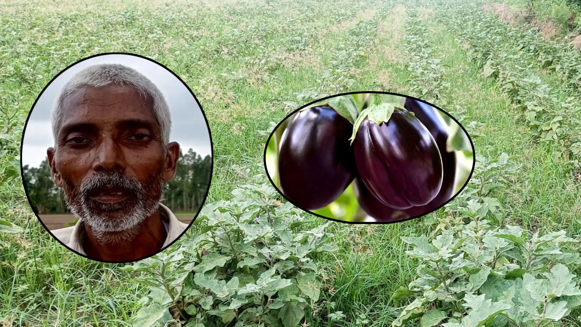 बदायूं: इस किसान ने जिले में पहली बार उगा डाला हाइब्रिड बैंगन