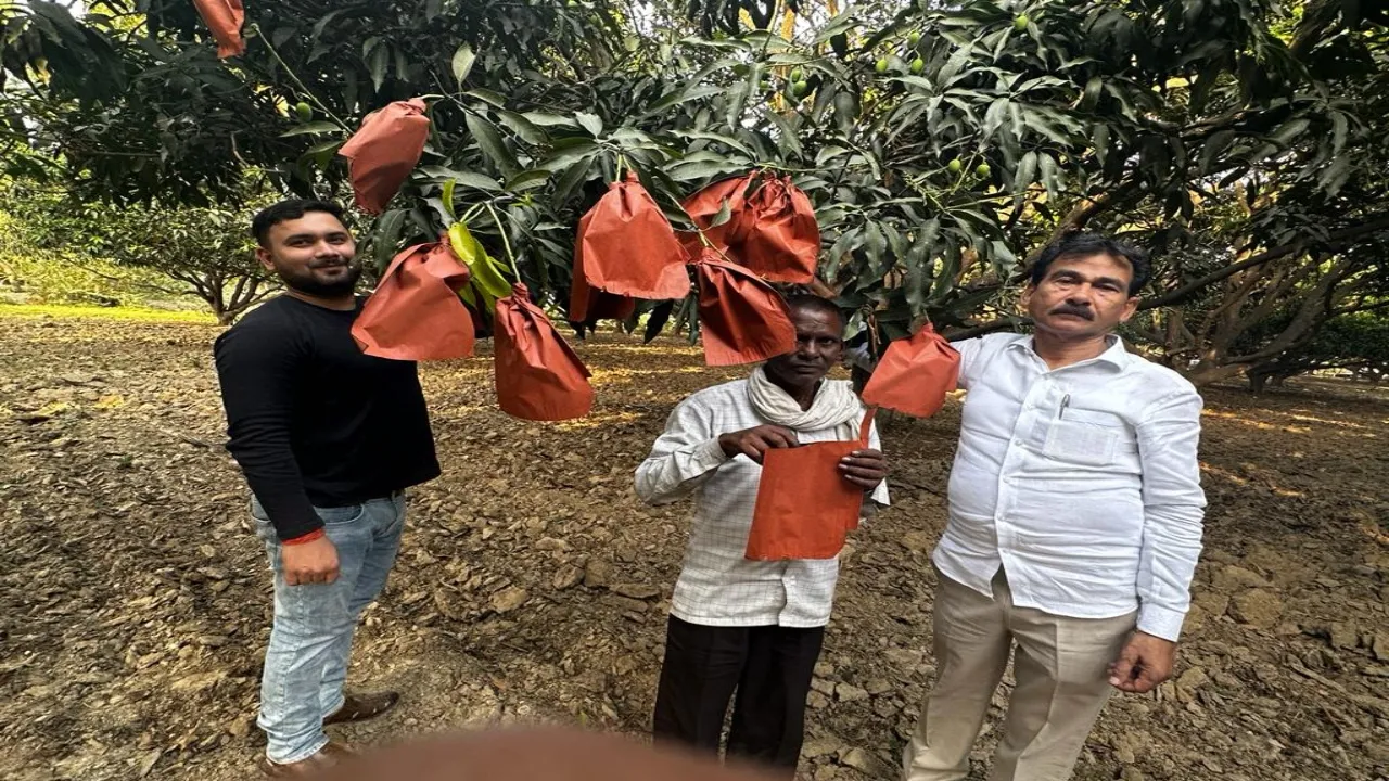 Mango City : बैग विधि से तैयार आम की धूम, किसानों की आय में इजाफा