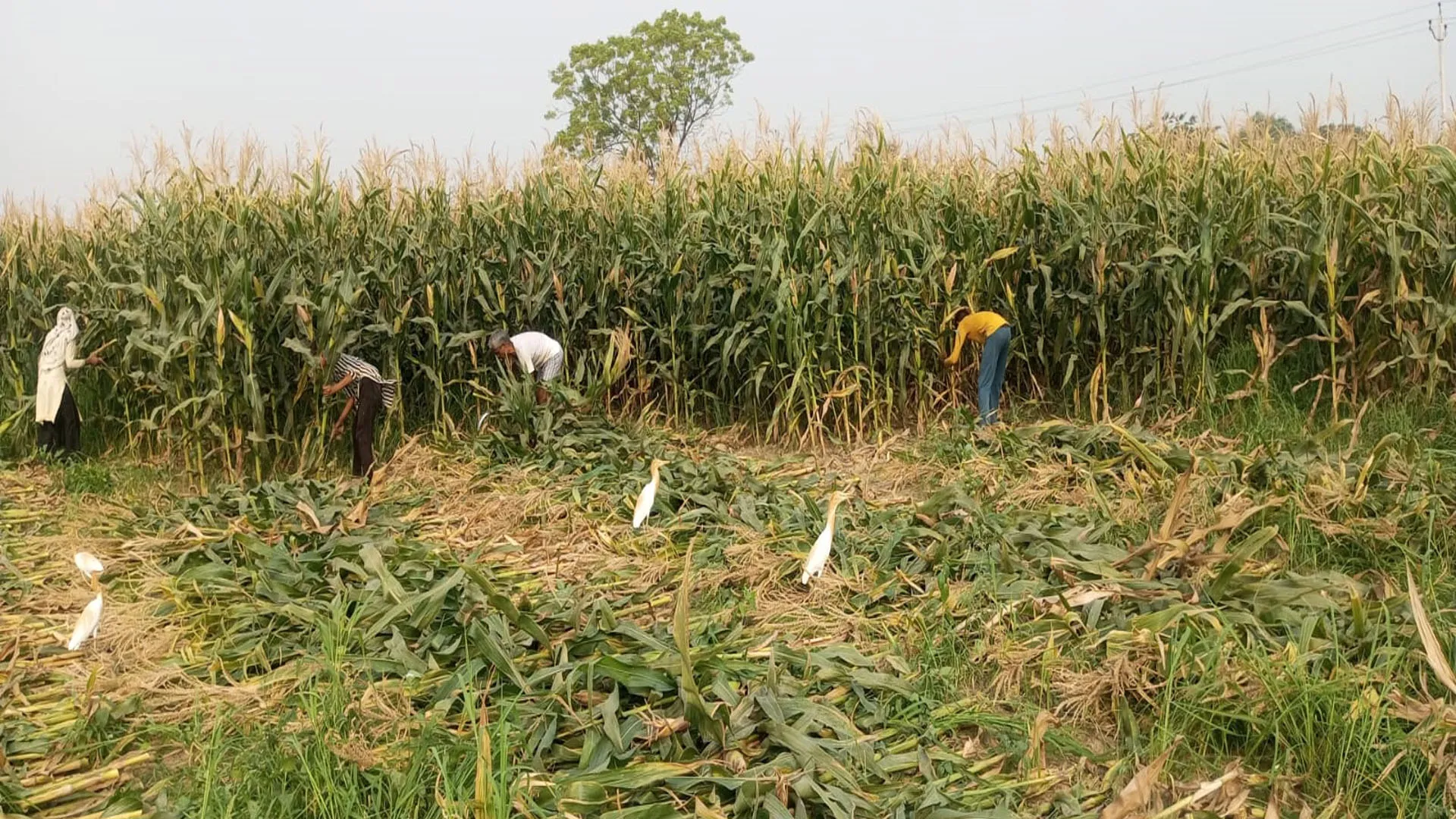 बदायूं: बिगड़ता मौसम को देख किसानों के छूटे पसीने...अधपका मक्का की रात दिन कटाई जारी