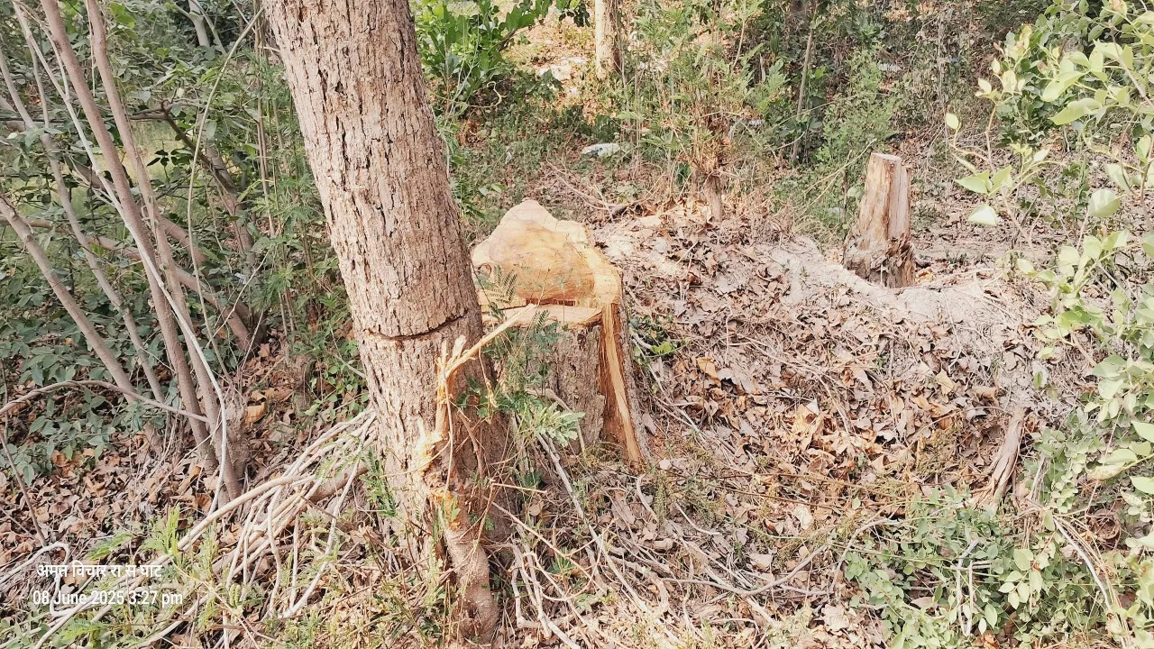 बाराबंकी में लकड़ी माफिया का आतंक, दिनदहाड़े काटा शीशम का पेड़