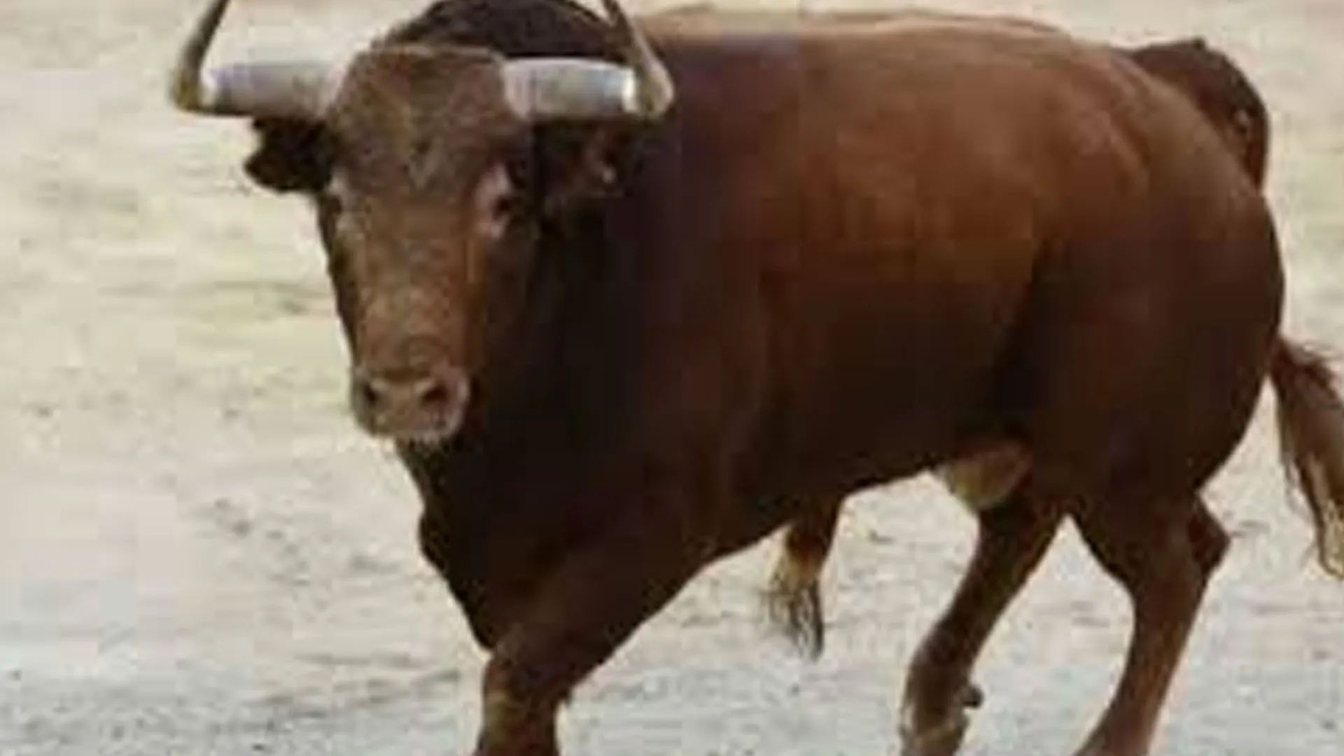 बदायूं: सांड़ से टकराई बाइक...घायल बुजुर्ग की इलाज के दौरान मौत