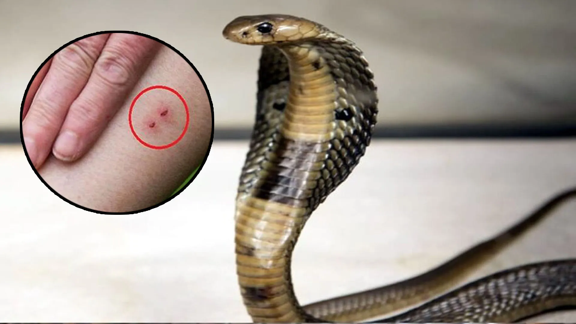 शाहजहांपुर: कोटेदार को सांप ने डसा था...कीड़े का डंक समझना पड़ा महंगा, तड़प-तड़पकर मौत