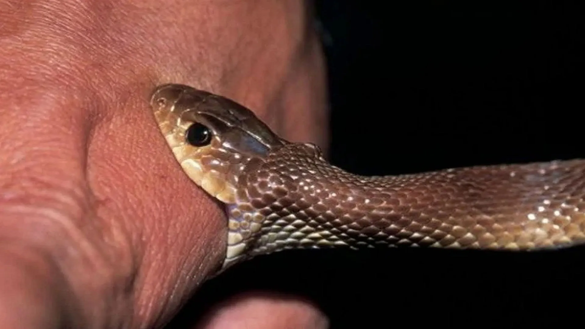 बदायूं:  थैले में छिपी बैठी थी मौत ! हाथ डालते ही सांप के डसने से गई जान