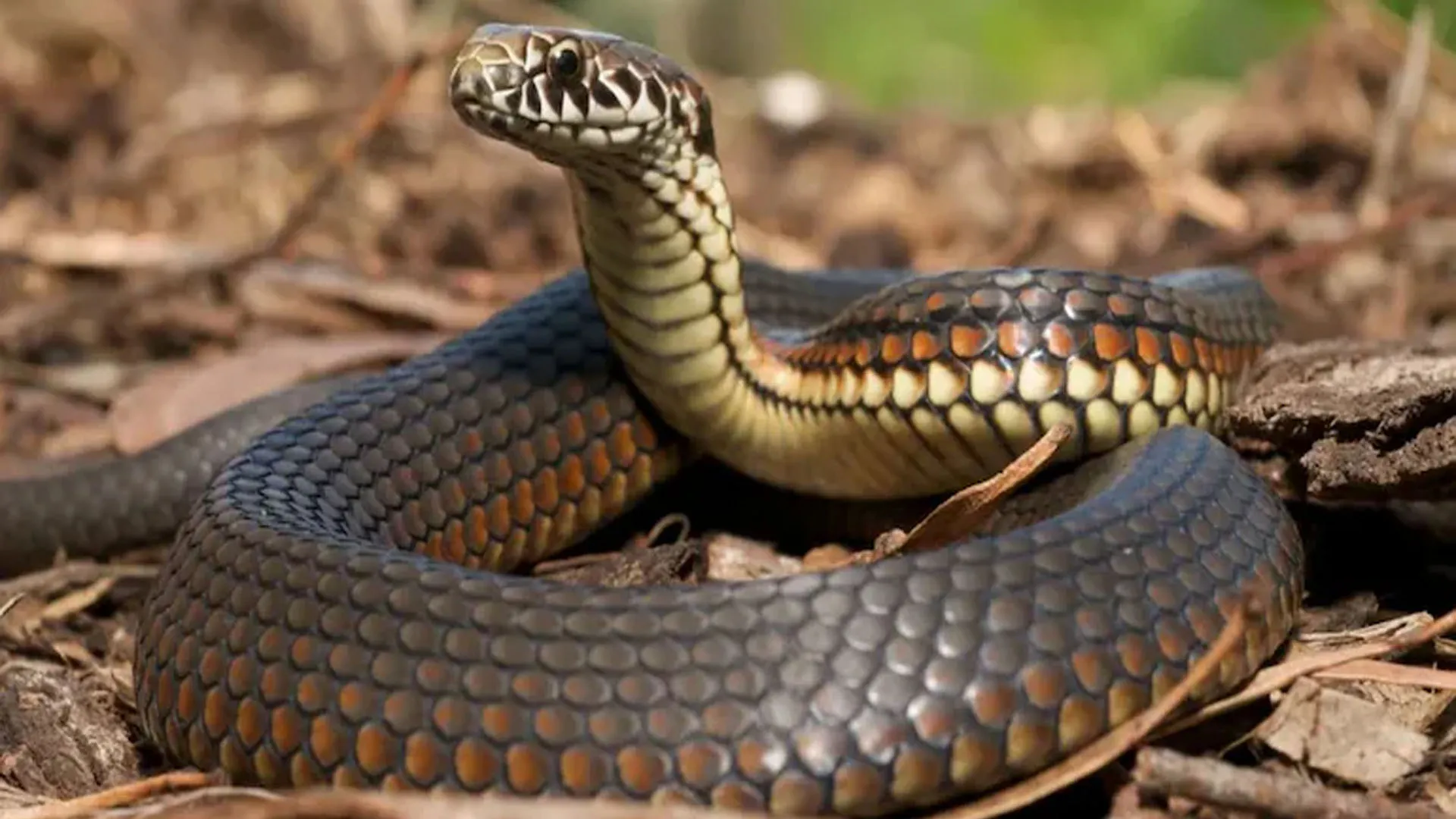 शाहजहांपुर: सांप काटे तो झाड़ फूंक नहीं, अस्पताल में कराएं इलाज