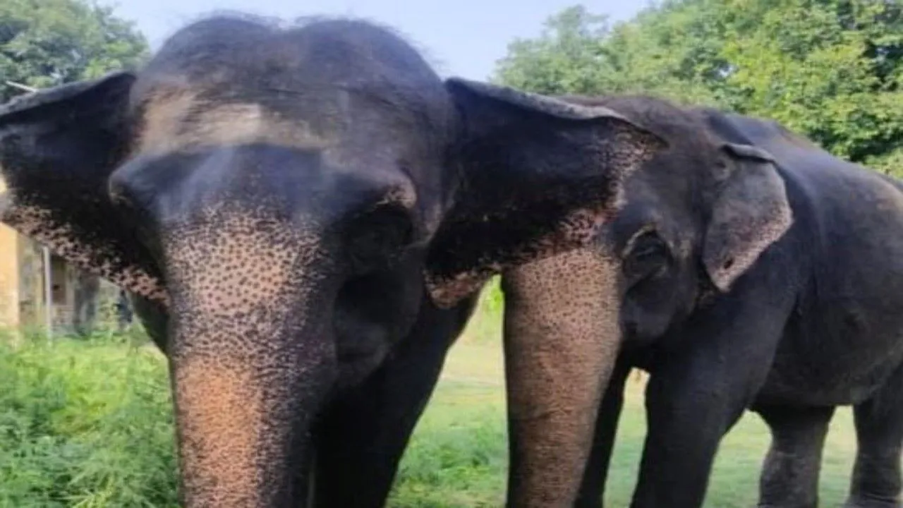 लखीमपुर खीरी : बाघ पकड़ने के लिए दुधवा से आई रामकली और चंद्रकला 