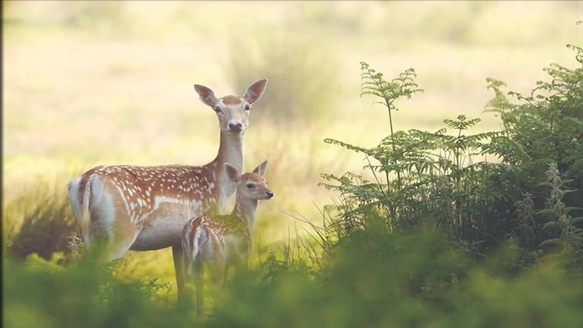 लखीमपुर खीरी: जंगल से भटककर गांव पहुंचे हिरण को कुत्तों ने नोचकर मार डाला