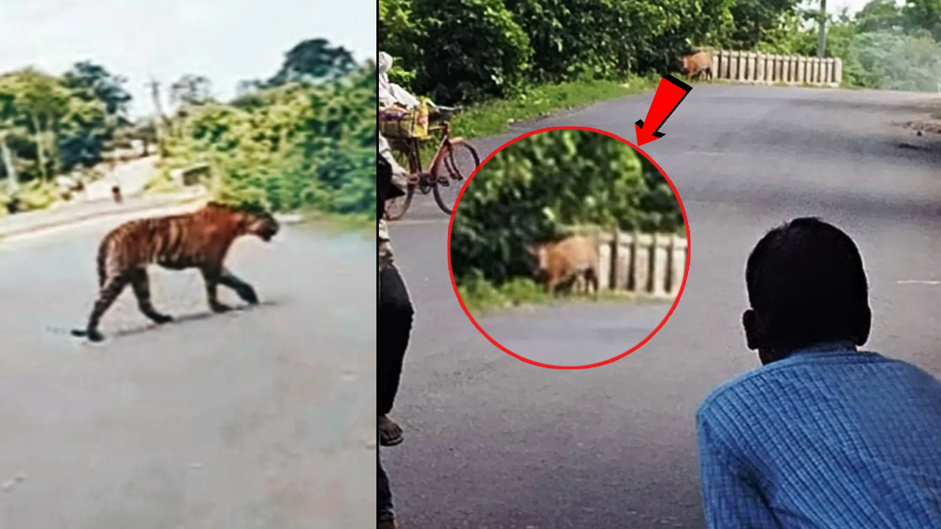 लखीमपुर खीरी : बाघिन को देख बाइक छोड़कर भागा सवार, दिन भर लोहिया पुल के नजदीक रही बाघिन