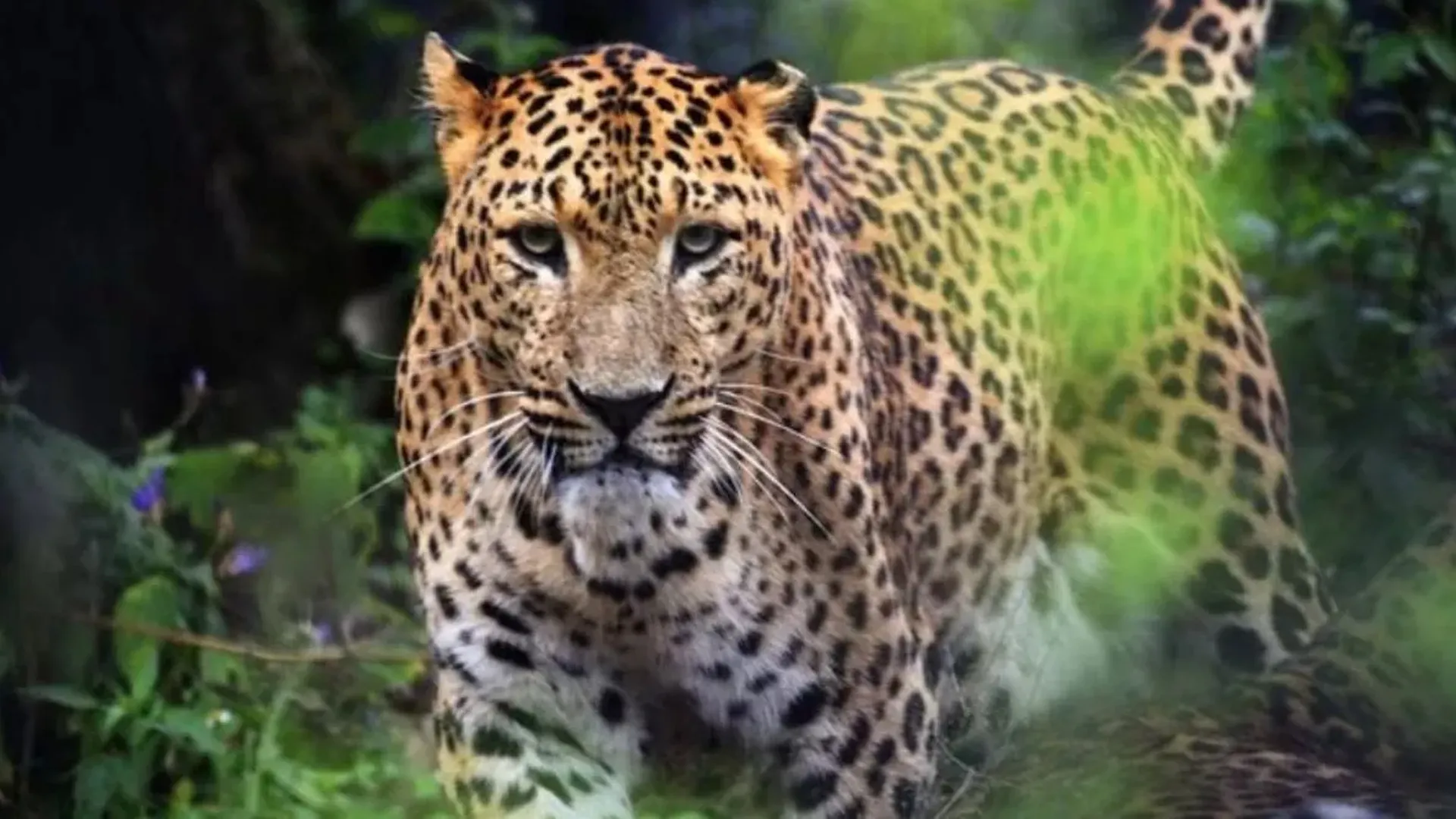 पीलीभीत: काजरबोझी में तेंदुआ की दहशत बरकरार, टीम के साथ पहुंचे रेंजर..ग्रामीणों को किया सतर्क