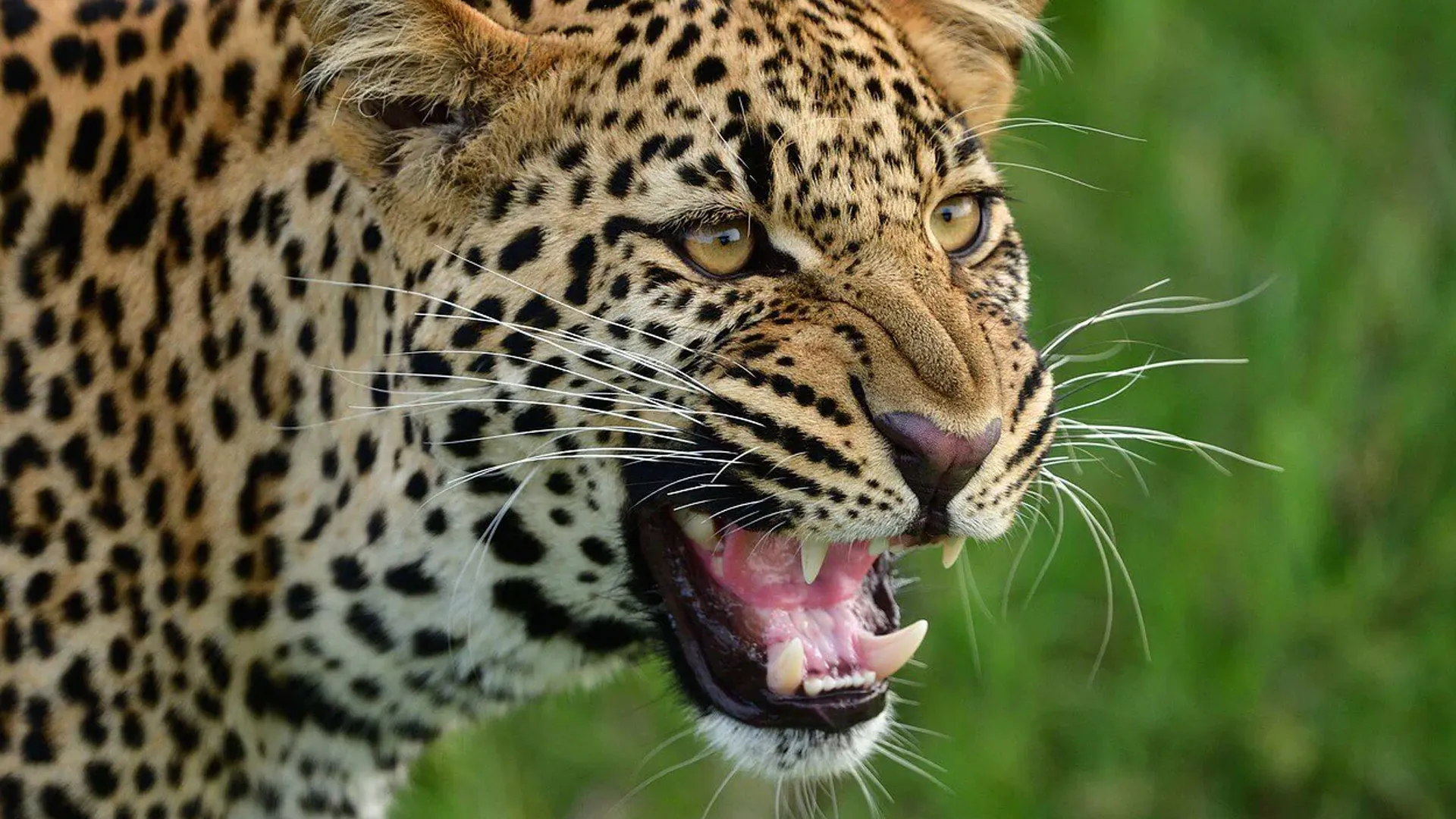 लखीमपुर खीरी : खेत में काम कर रहे किसान को तेंदुए ने मार डाला