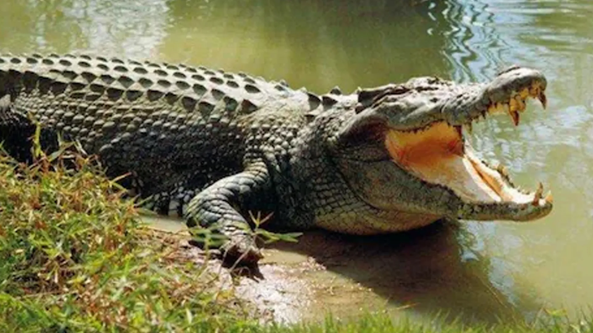 लखीमपुर खीरी : धान की रोपाई कर रहे किसान पर मगरमच्छ ने किया हमला, घायल