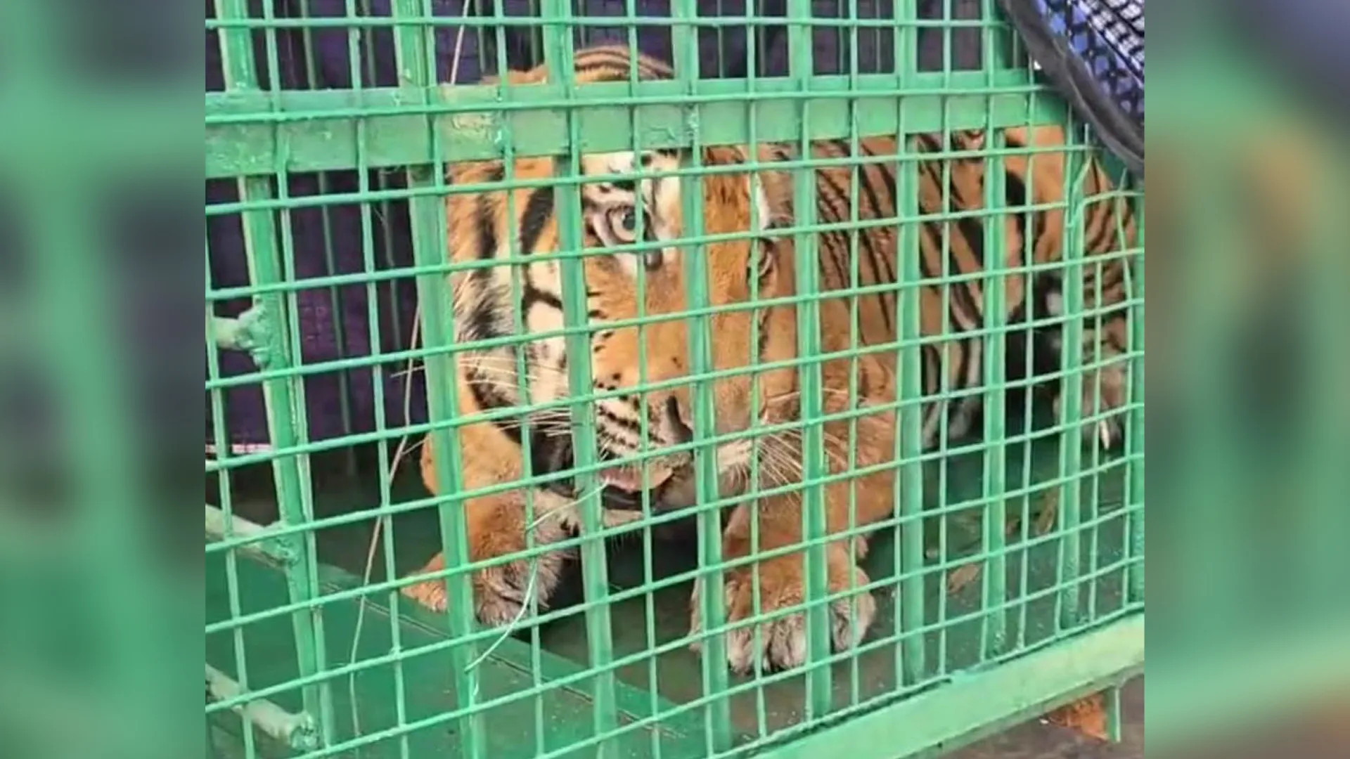 पीलीभीत: कानपुर चिड़ियाघर बनेगा रेस्क्यू की गई बाघिन का नया ठिकाना, परीक्षण के बाद शासन को भेजी थी रिपोर्ट