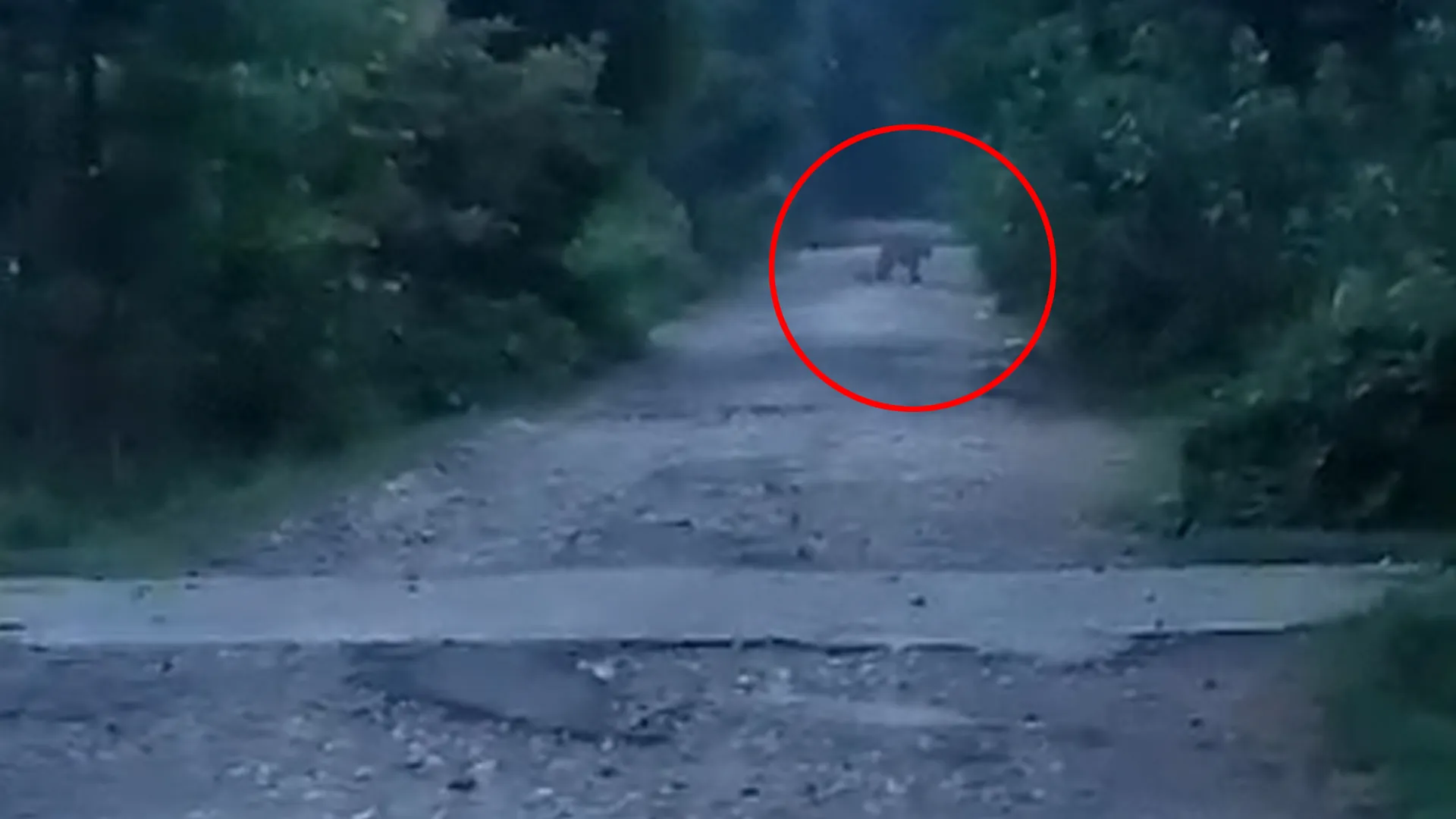 लखीमपुर खीरी : लौखनियां में सड़क पार करता दिखा तेंदुए का जोड़ा, वीडियो वायरल