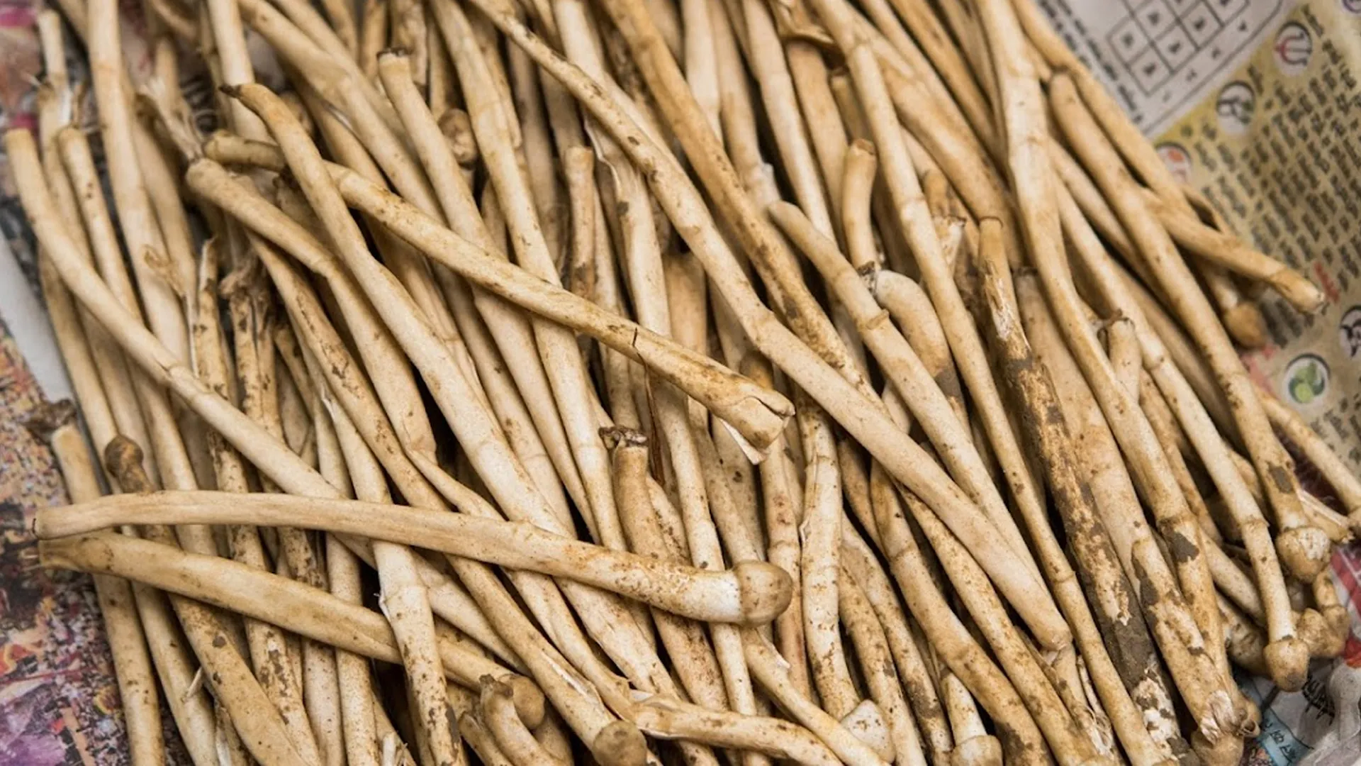 लखीमपुर खीरी : धरती का फूल पकड़ने गए रेंजर को ग्रामीणों ने बनाया बंधक, हाथापाई