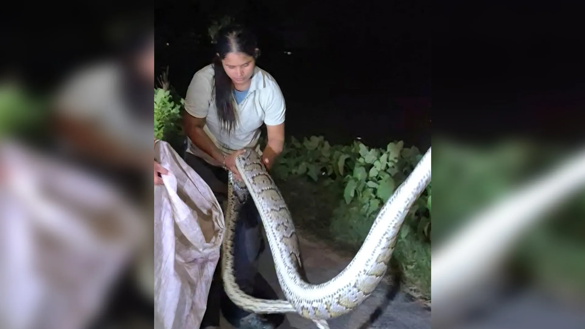 लखीमपुर खीरी : घर में निकले अजगर को पकड़ वनक्षेत्र में छोड़ा