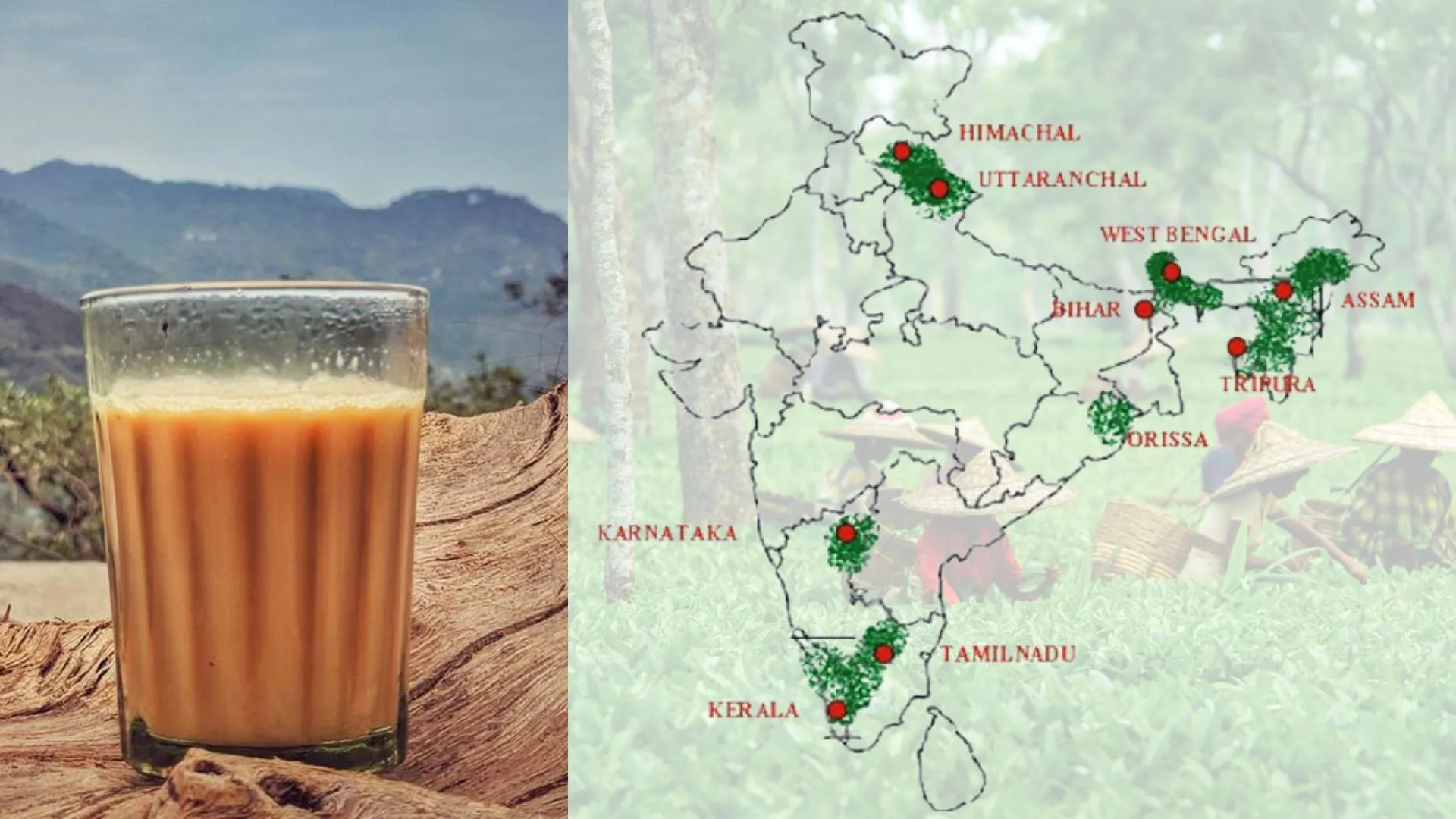 India's Tea Industry : चुनौतियों से जूझ रहा है भारतीय चाय उद्योग, ITA ने कहा 2024 के मुकालबे चाय उत्पादन में आई उल्लेखनीय कमी  