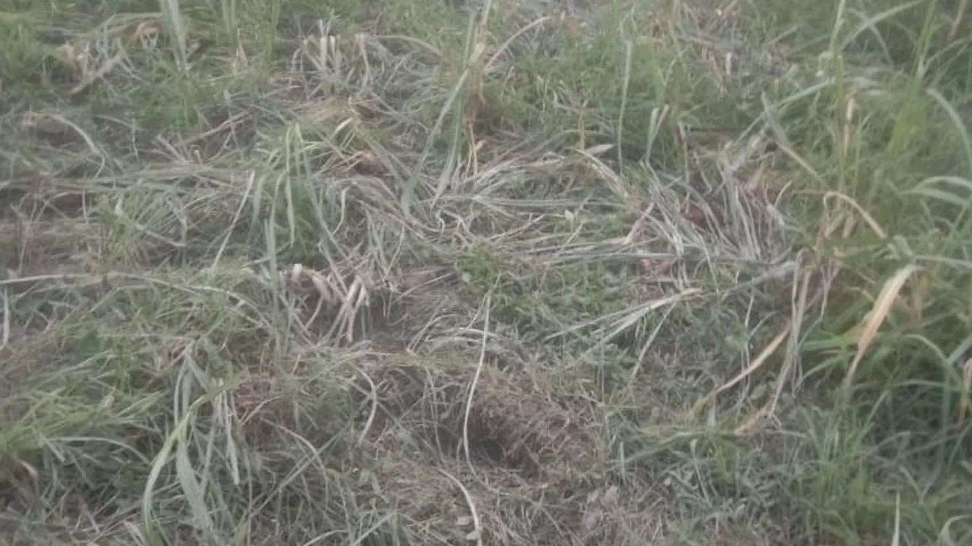 लखीमपुर खीरी : दुधवा जंगल से निकले हाथियों ने रौंदी कई एकड़ गन्ने की फसल