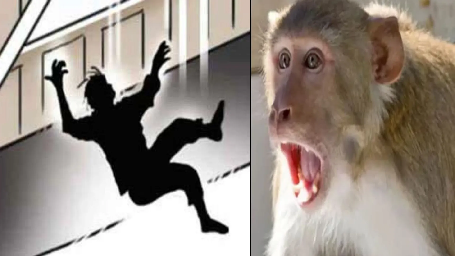 बदायूं : बंदरों से बचने को भागे युवक की छत से गिरकर मौत