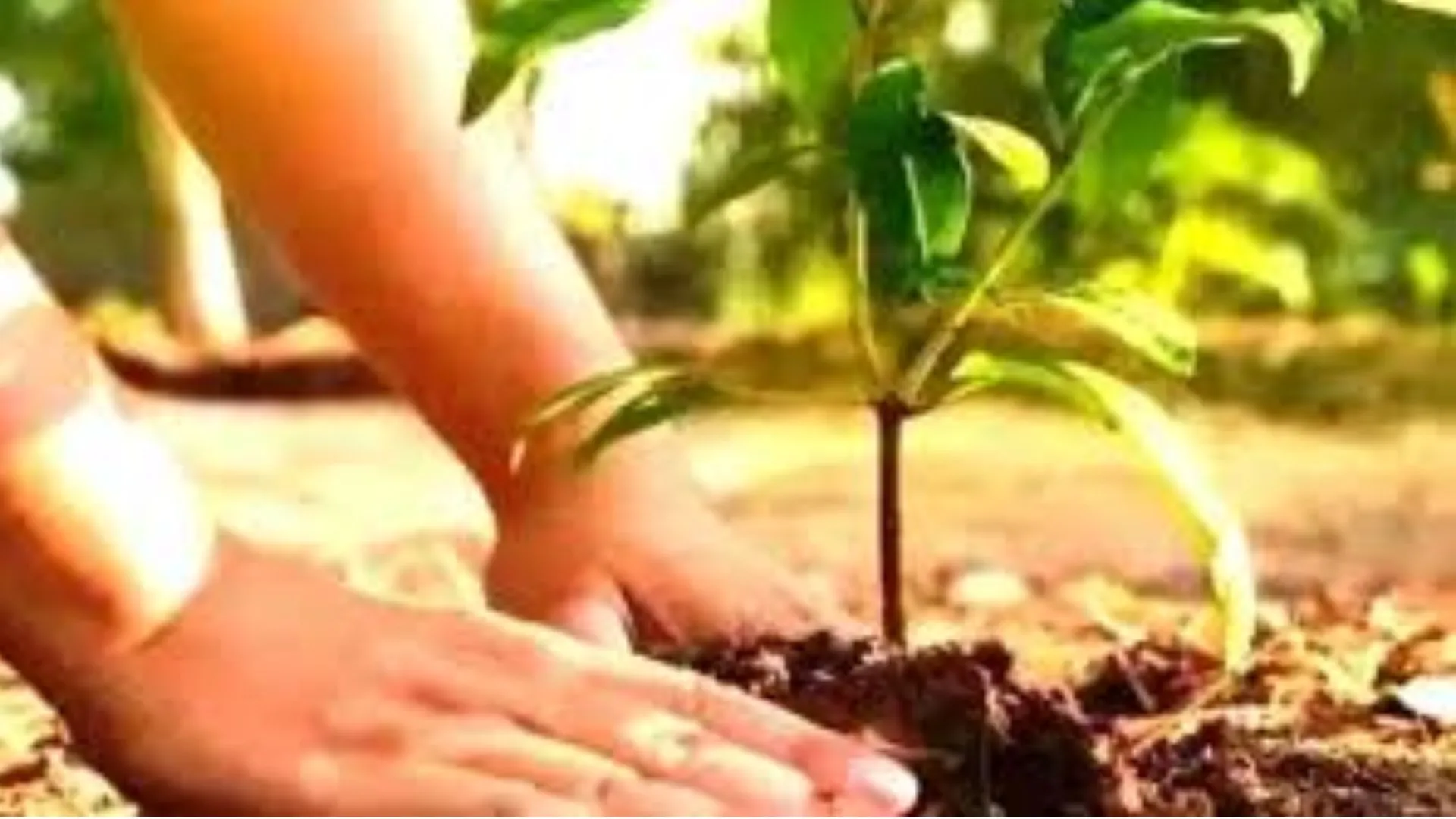 नया कीर्तिमान रचने को तैयार UP, नर्सरियों में तैयार किए गए 52.43 करोड़ पौधे