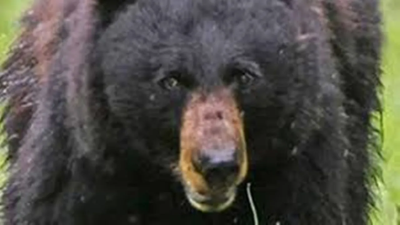 एमपी के सीधी में भालू का आतंक, हमले में 3 लोगों की मौत, दो घायल, फिर गुस्साए ग्रामीणों ने कर दिया कांड