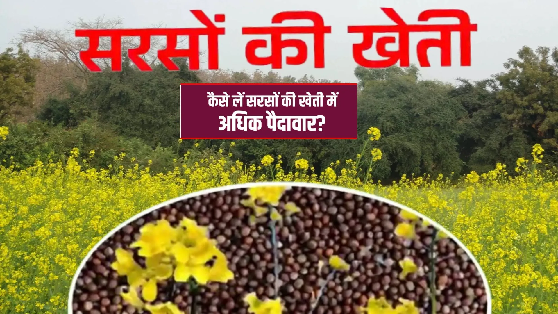 घरेलू उत्पादन में आत्मनिर्भरता के लिए महत्वपूर्ण है देशी तिलहन, विशेषज्ञों ने कही यह बात उच्च उपज, रकबा बढ़ाने की जरुरत 