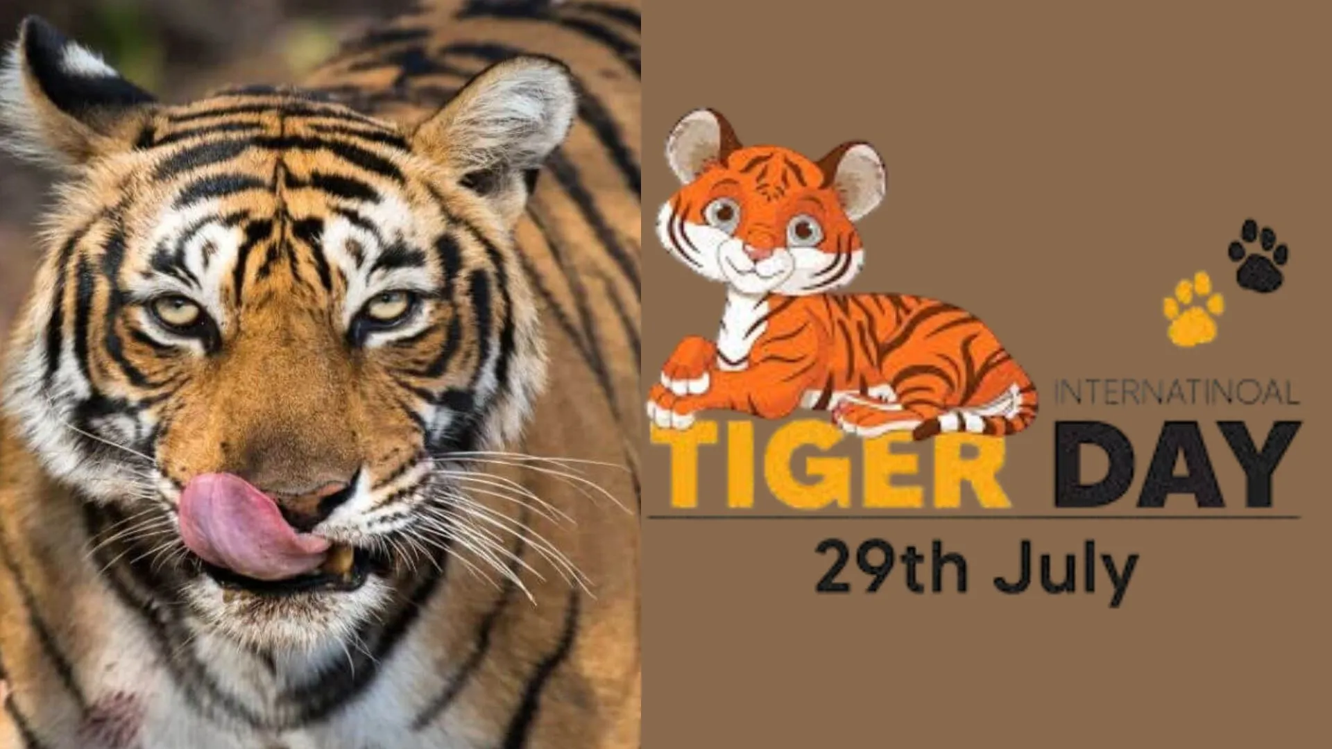 अंतर्राष्ट्रीय बाघ दिवस पर विशेष : यूपी में बाघों की संख्या में इजाफा, दूधवा टाइगर रिजर्व और कतर्नियाघाट वन्यजीव में पेट्रोलिंग ऐप से गश्त और 'बाघ मित्र' की शुरुआत 