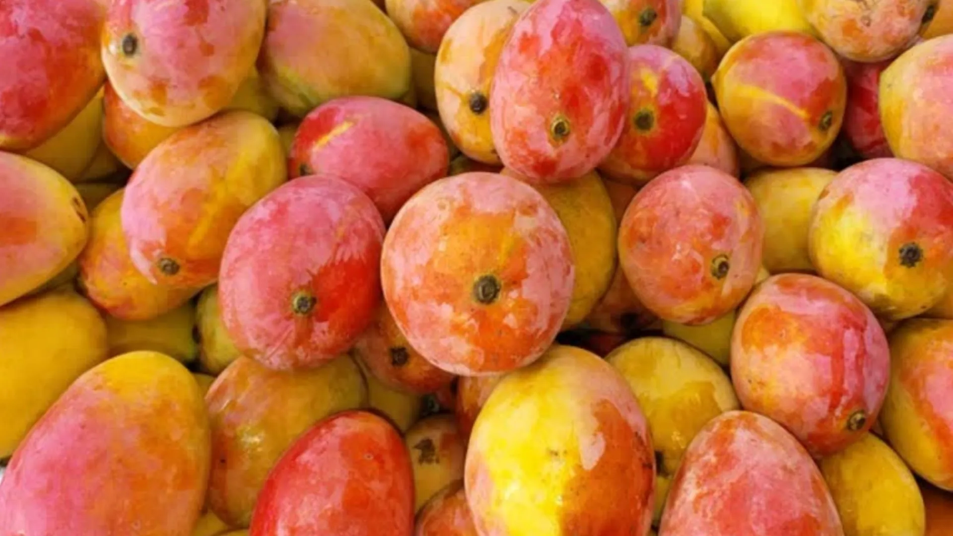 अब अमेरिका चखेगा भारतीय आमों का स्वाद, सिएटल में किया जायेगा ‘Premium’ Mangos का exhibition