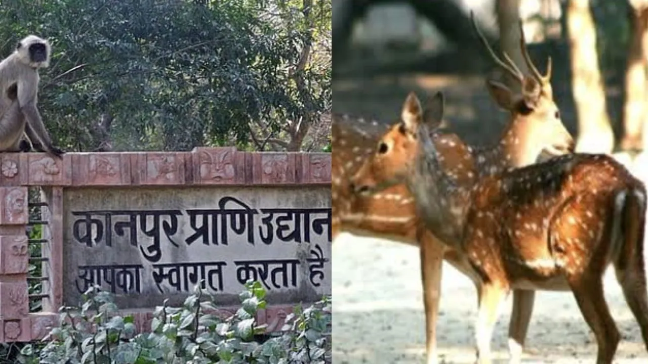 56 दिन बाद फिर खुले गोरखपुर और कानपुर के चिड़ियाघर..., शुरू हुई लोगों की एंट्री