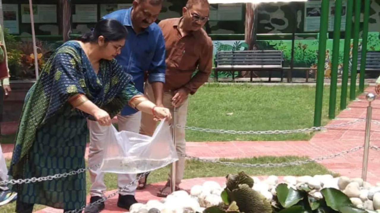 गम्बूसिया मछलियां से गुलजार हुआ चिड़ियाघर का लोटस पॉण्ड