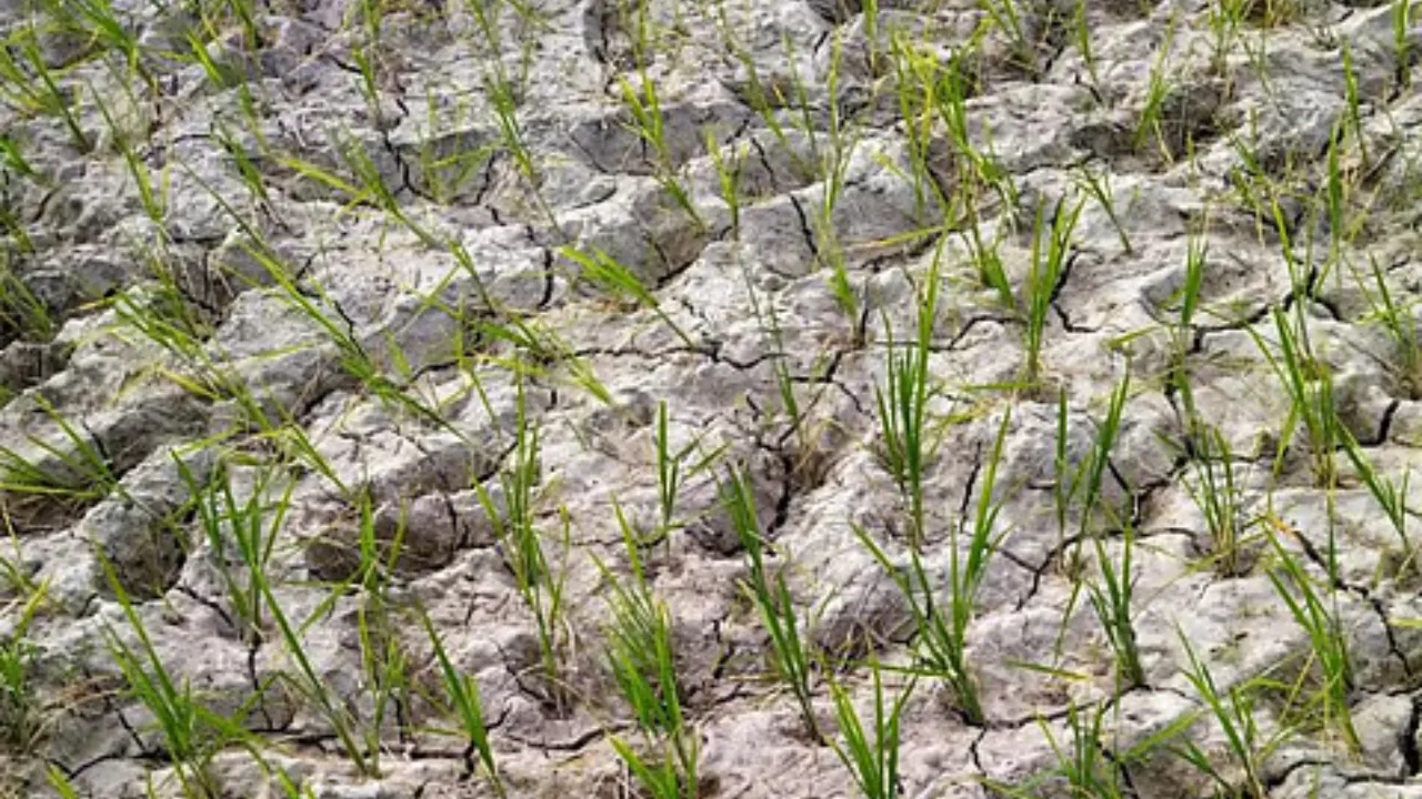 UP News: प्रदेश में बारिश की कमी से चिंता, 29 जिलों में सूखे की आशंका, फसलों पर संकट; कृषि विभाग ने की सहायता की मांग