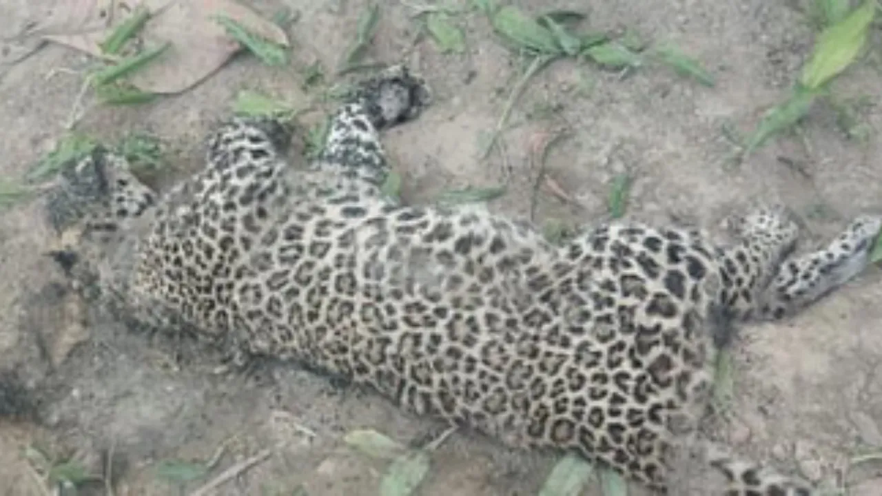 UP News: महराजगंज में मादा तेंदुए का मिला शव 