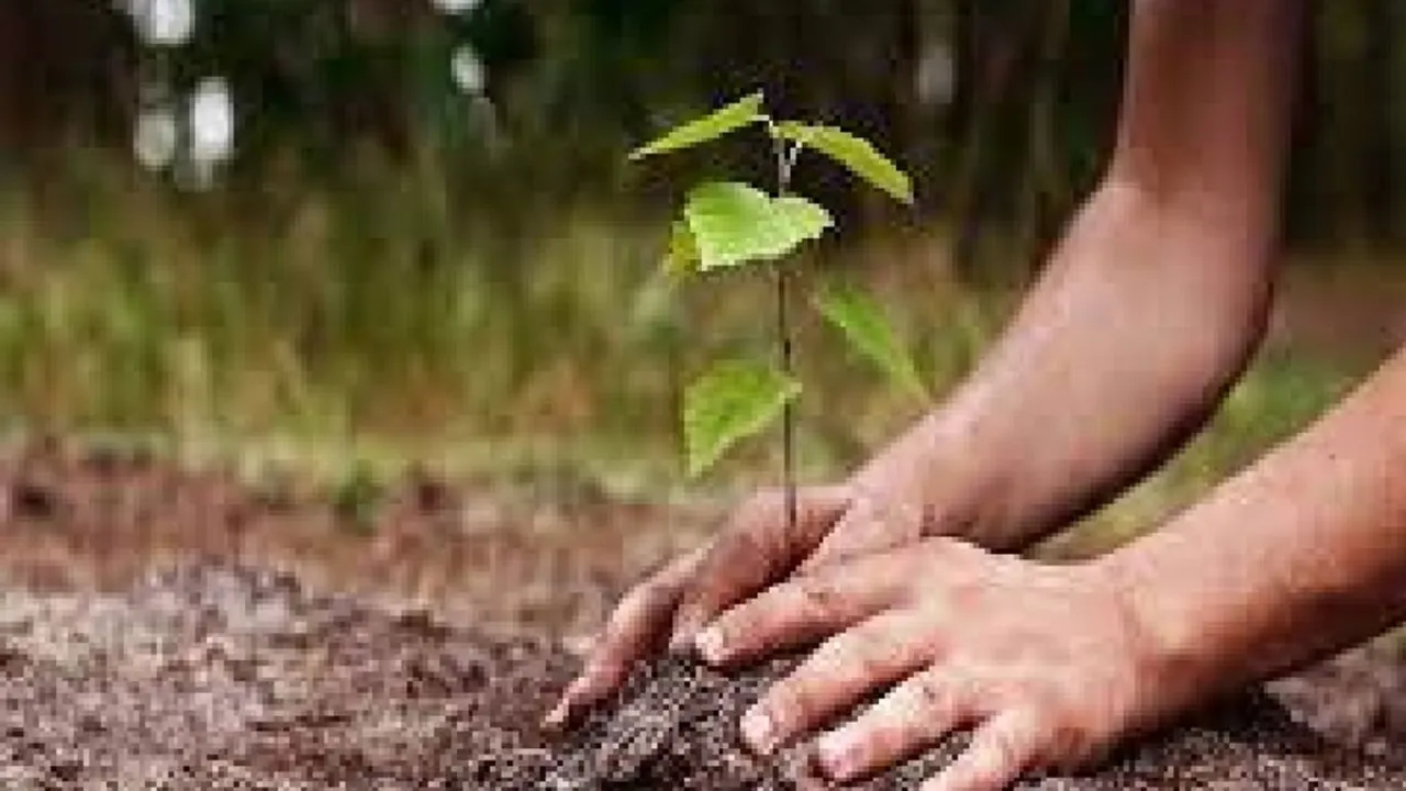 पौधरोपण से 9 हजार श्रमिकों को मिला रोजगार, 600 बड़े स्थलों की देखरेख के लिए लगाए जाएंगे श्रमिक