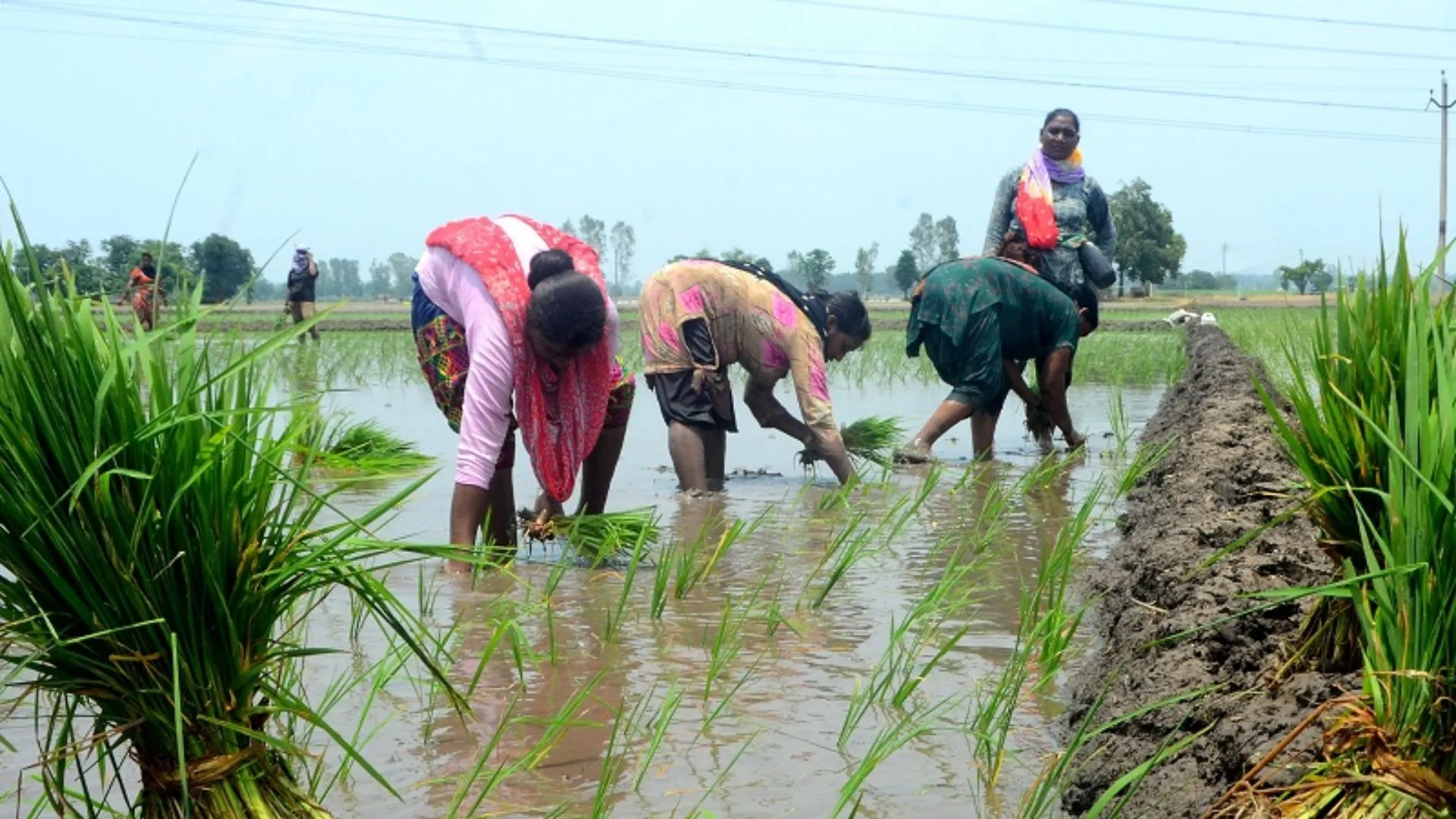बिजली कटौती से प्रभावित हो रही धान की रोपाई, आक्रोशित व्यापारियों ने ज्ञापन देकर की सुधार की मांग 