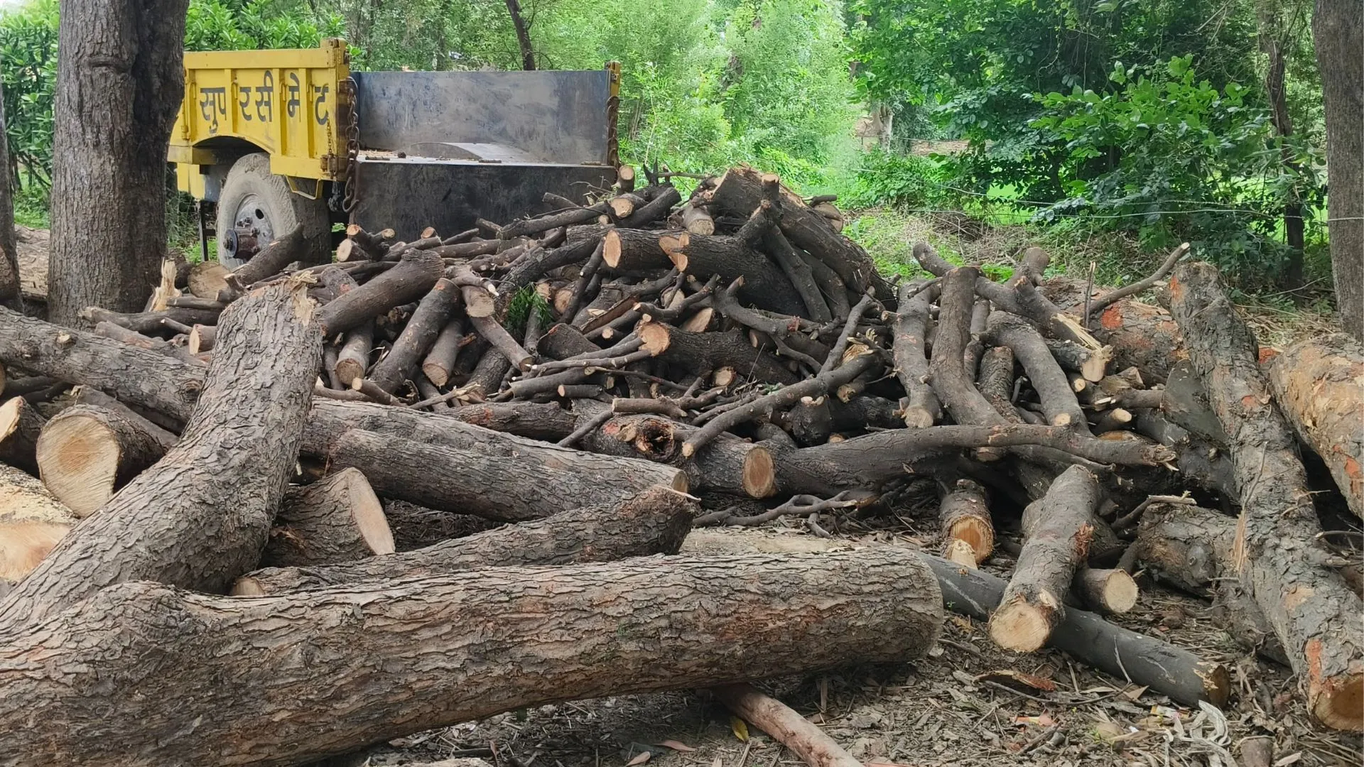 प्रतिबंधित पेड़ो की अंधाधुंध कटाई पर वन विभाग अलर्ट: प्रयागराज के प्रतापपुर रेंज मे माफिया फरार, ग्रामीणों ने की शिकायत