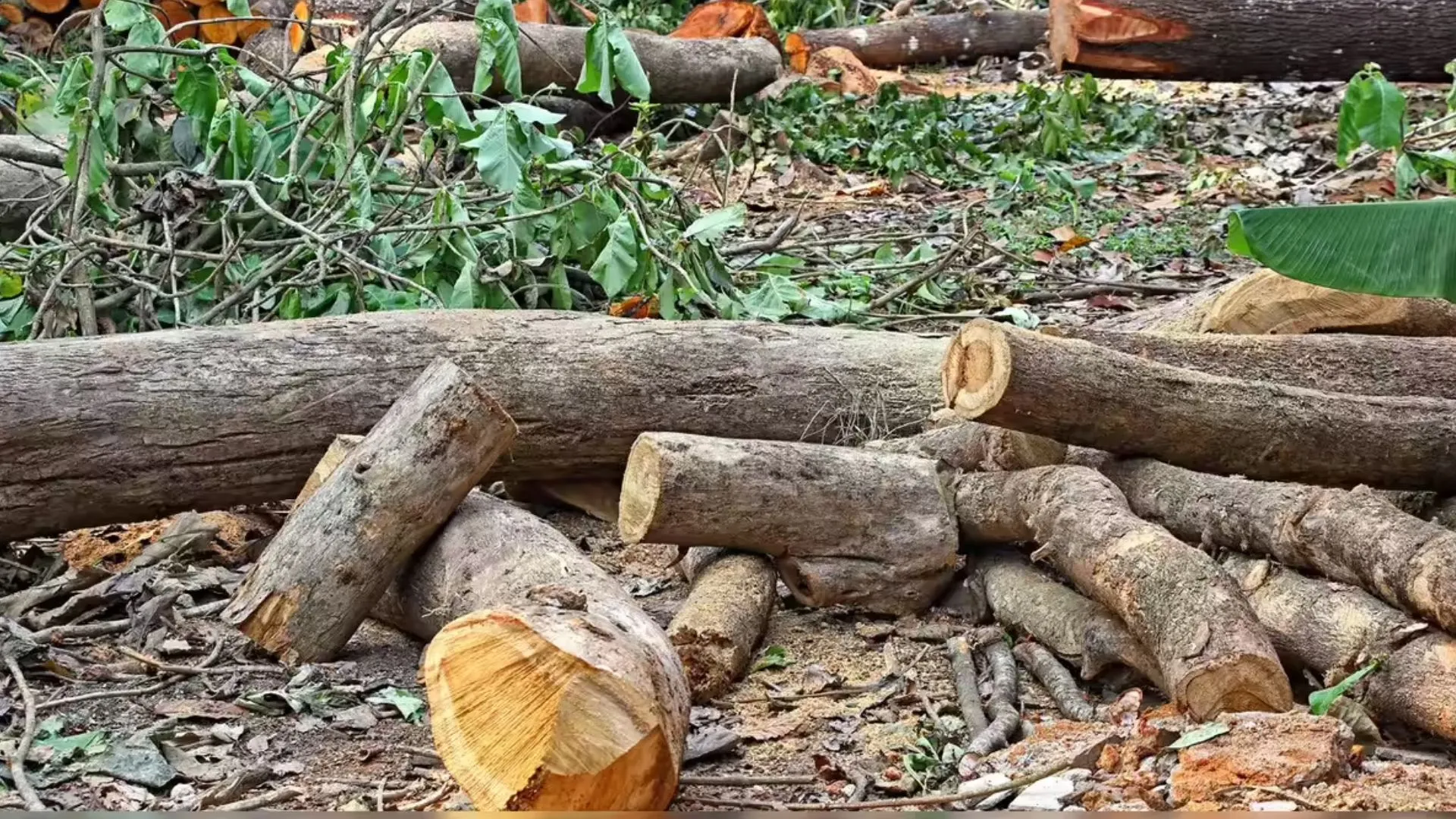 मनरेगा योजना के तहत लगे 131 पेड़ों की अवैध कटान, लेखपाल की तहरीर पर दर्ज हुई रिपोर्ट 