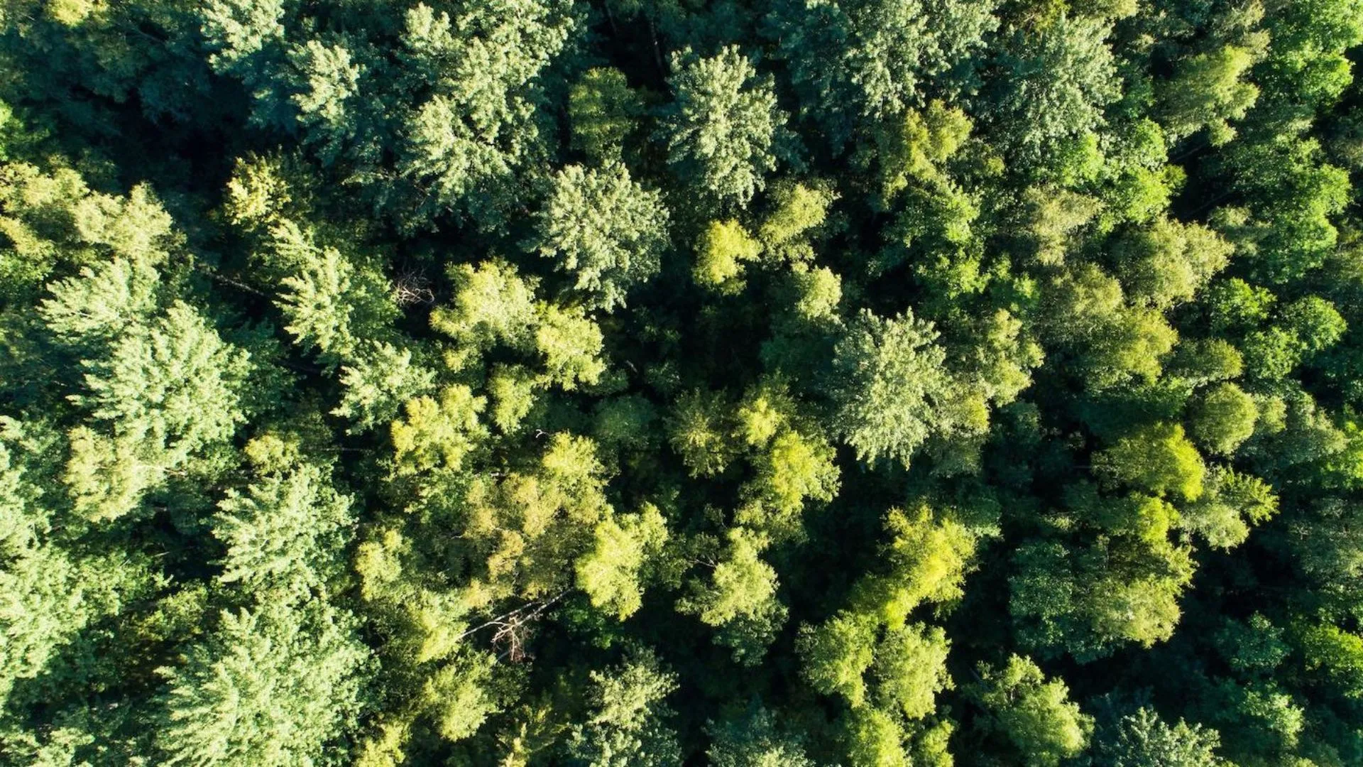 यूपी का Green cover और Forest carbon stock बढ़ा, वृक्षावरण में 3.72 % की वृद्धि दर्ज 