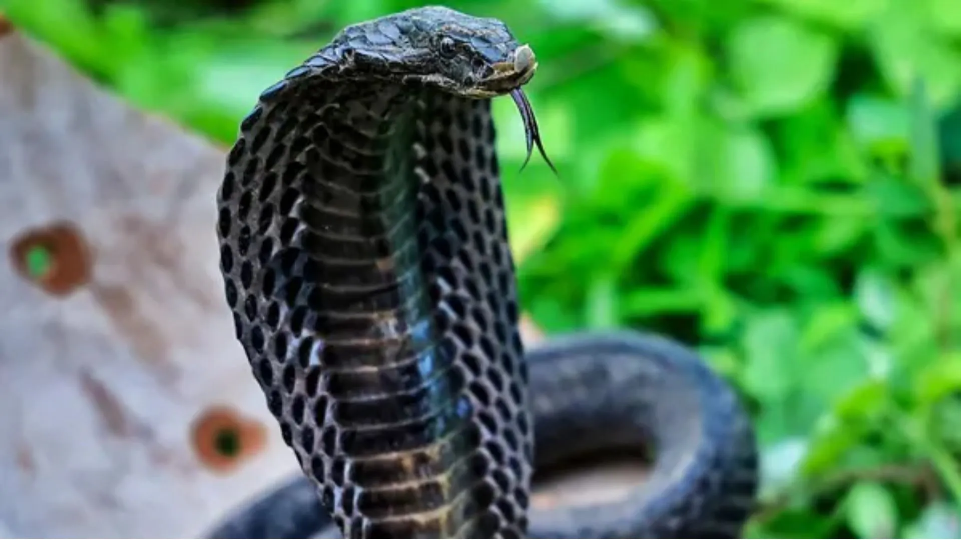  नाग पंचमी आज: जानिए काल सर्प दोष से राहत के लिए नाग देवता को कैसे करें प्रसन्न?