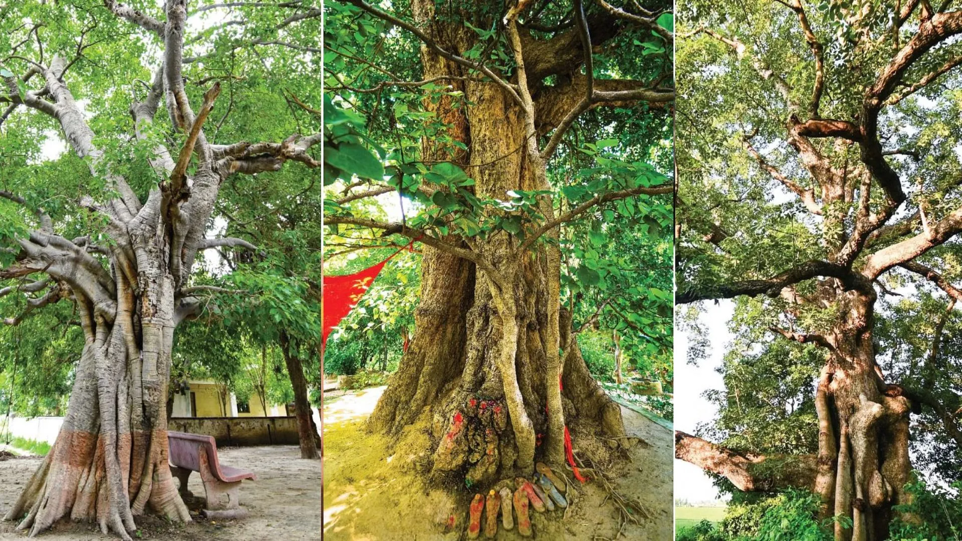 यूपी सरकार की पहल : राज्य में 100 वर्ष से अधिक आयु की 28 प्रजातियां विरासत वृक्ष घोषित